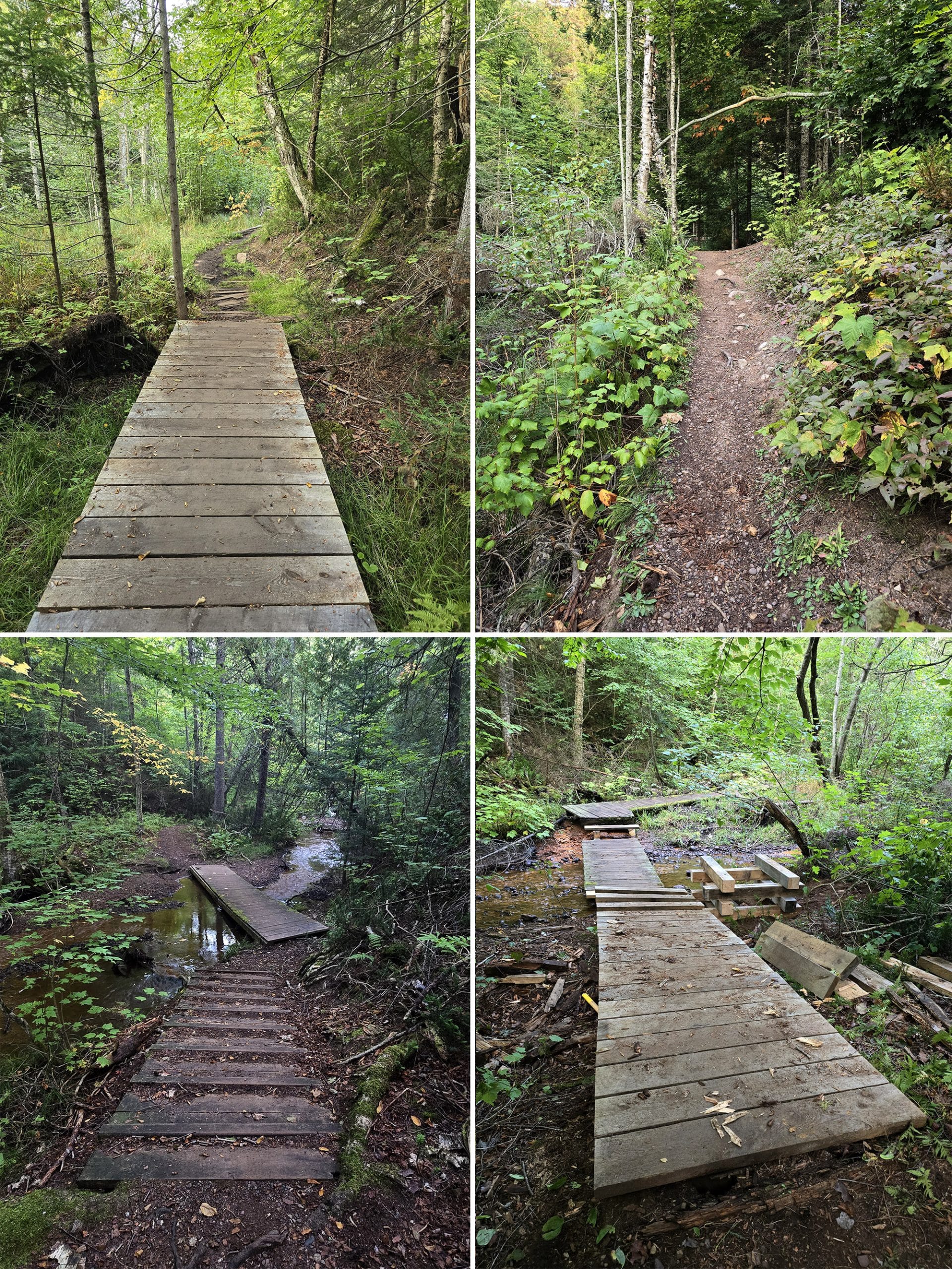 4 part image showing various views along the pancake bay nature trail.