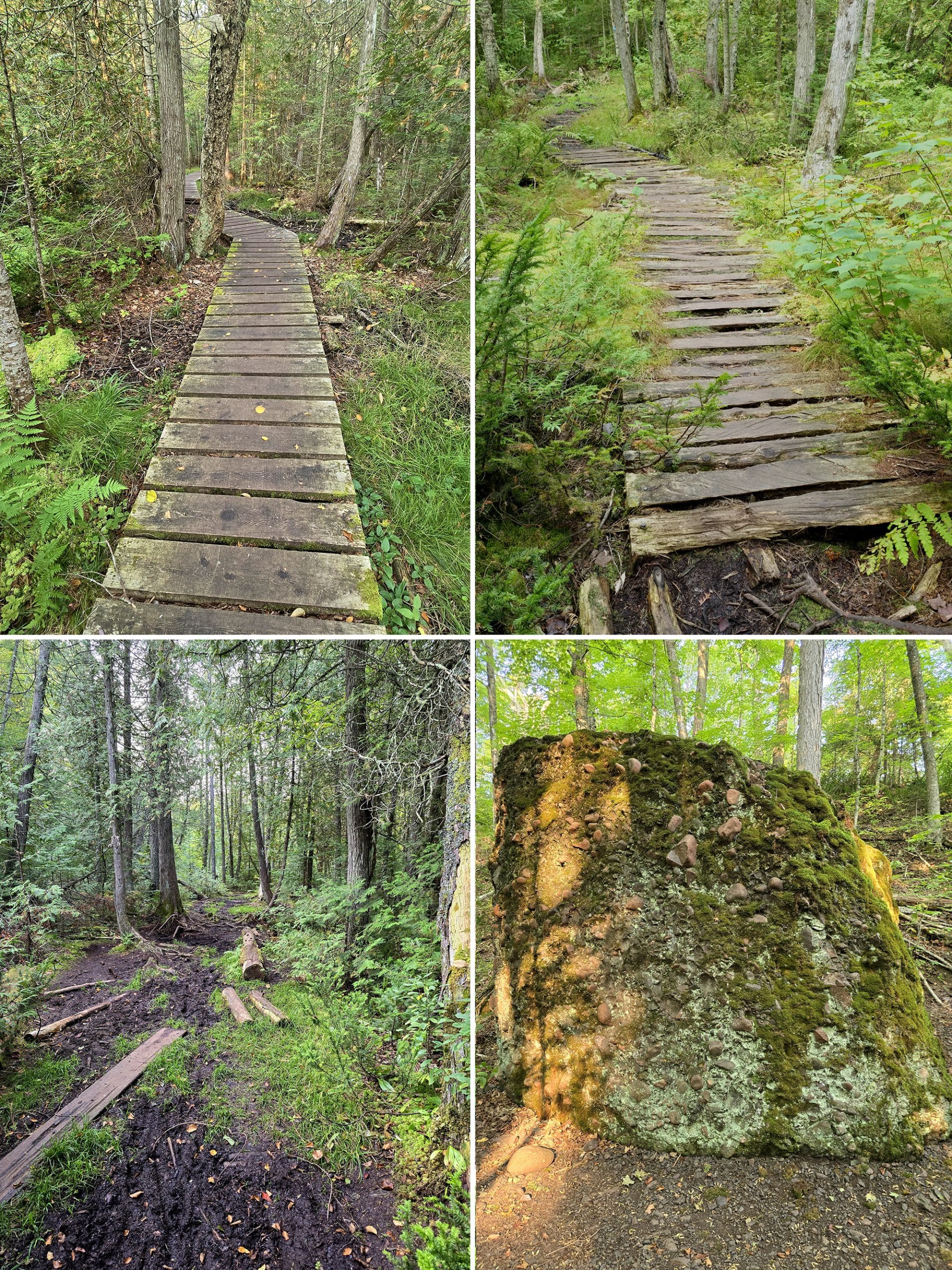 4 part image showing various views along the pancake bay nature trail.