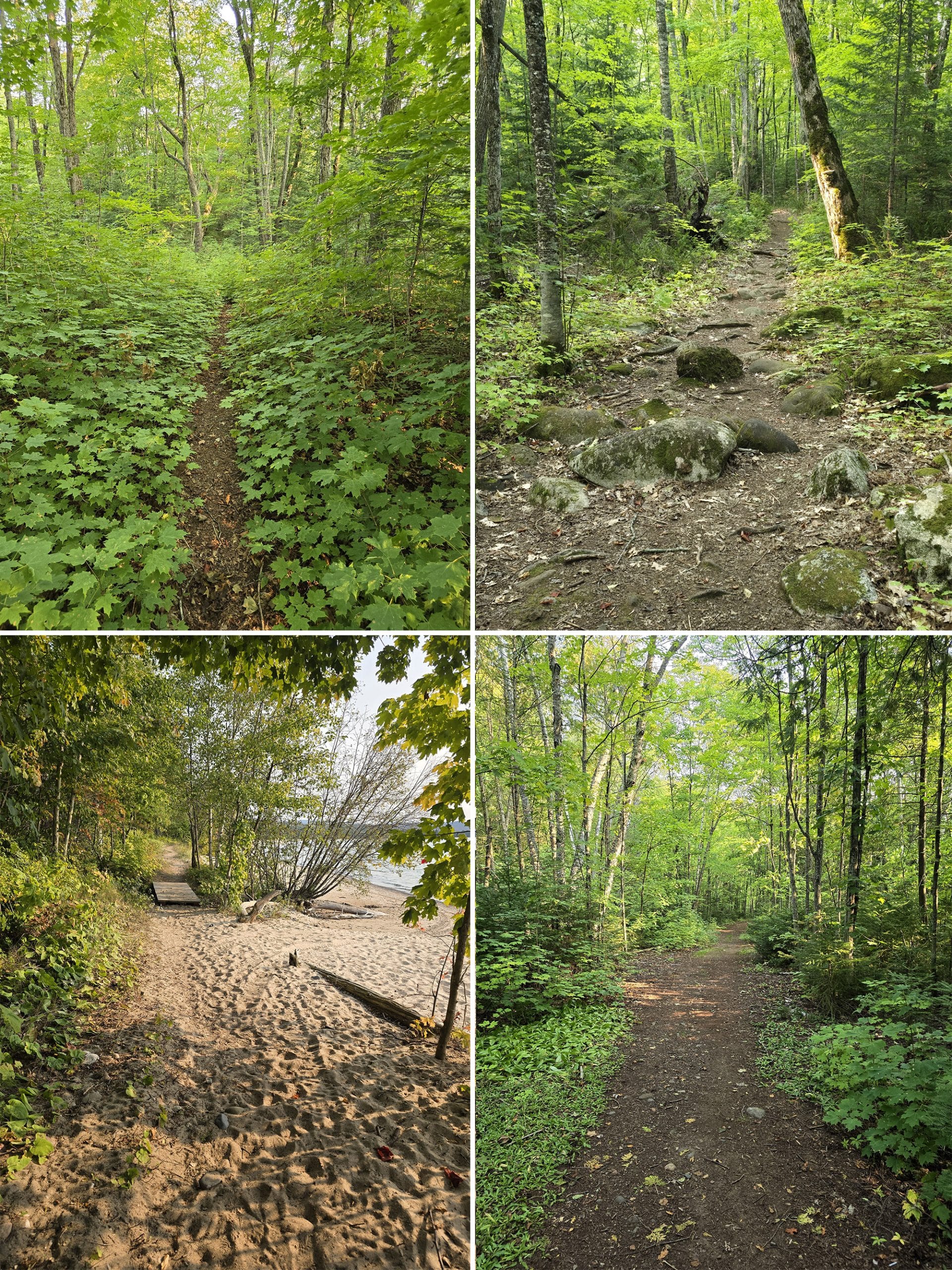 4 part image showing various views along the pancake bay nature trail.