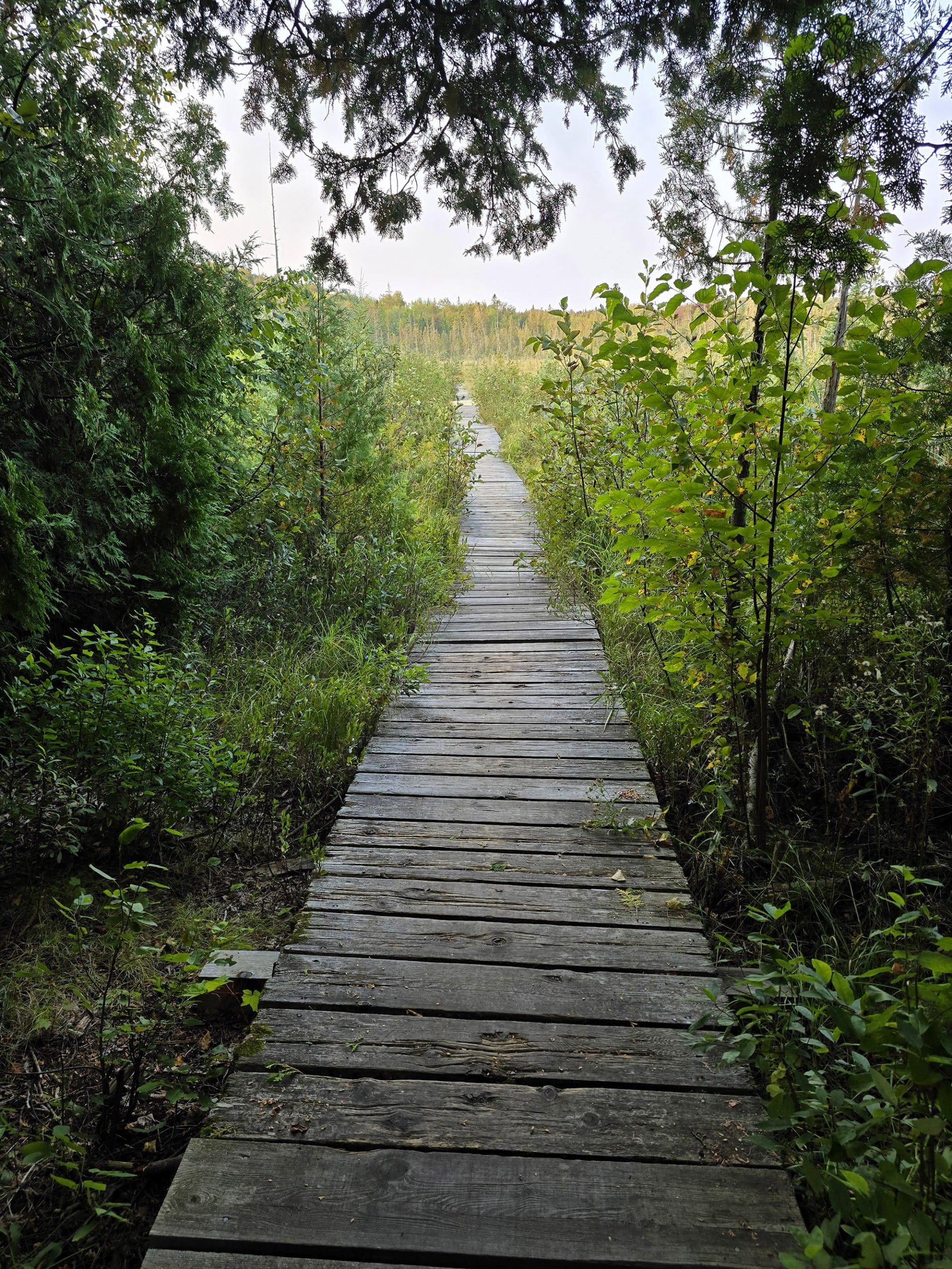 A boardwalk leading over a fen.