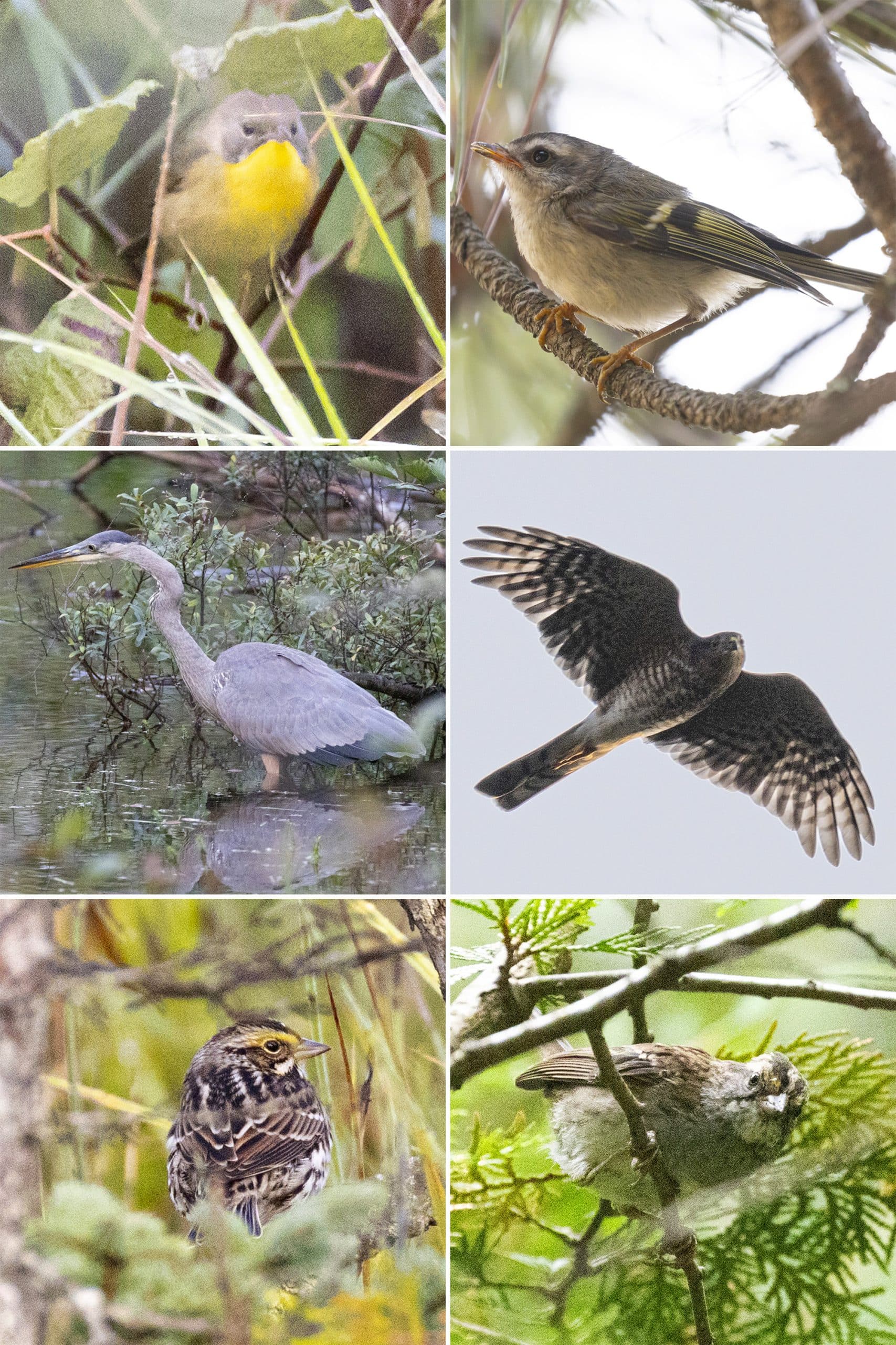 6 part image showing different birds.