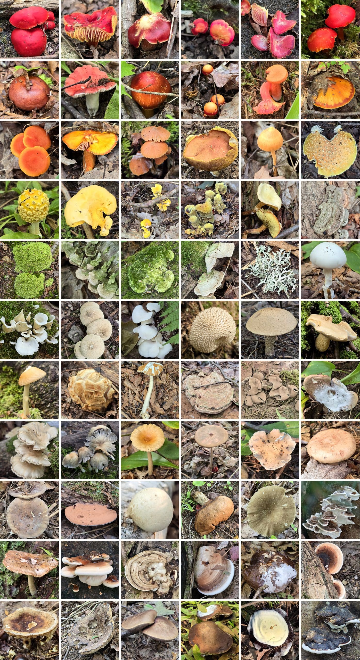 66 part image showing a rainbow of different fungi found at Pancake Bay Provincial Park.