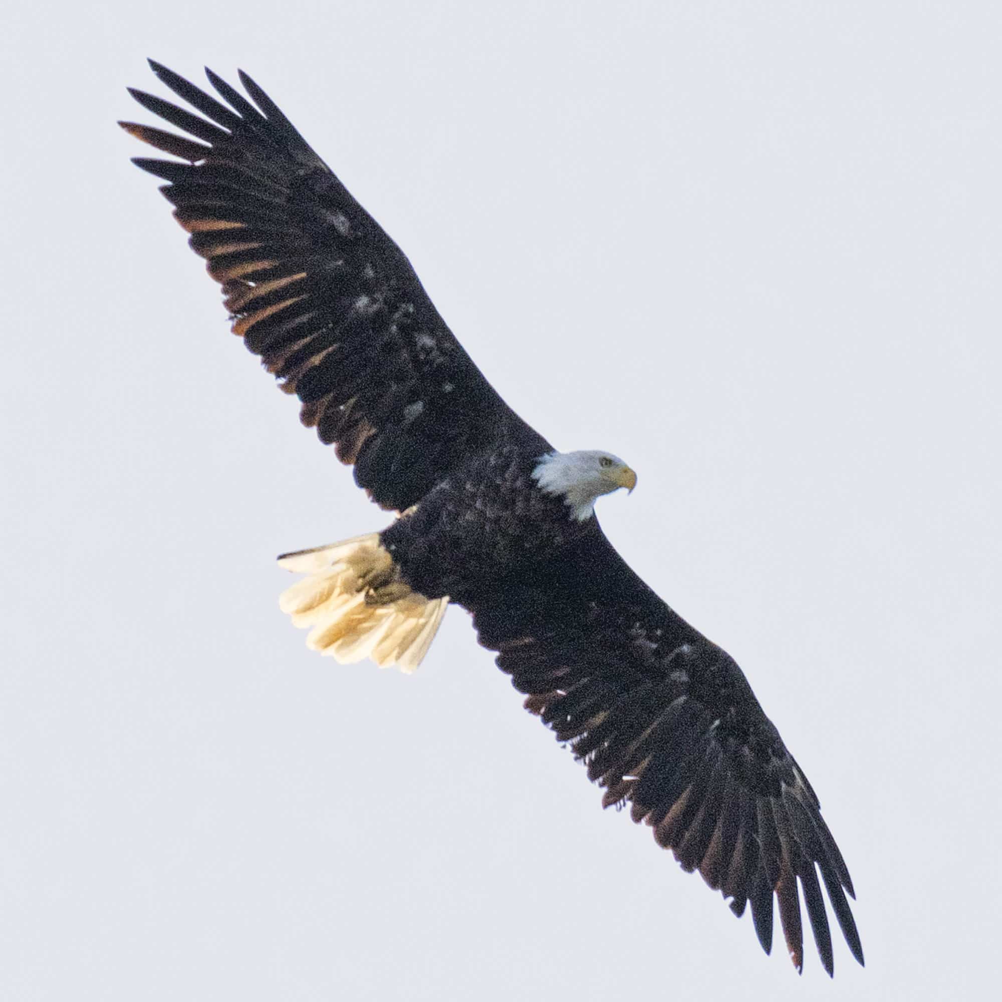 A bald eagle flying overhead.