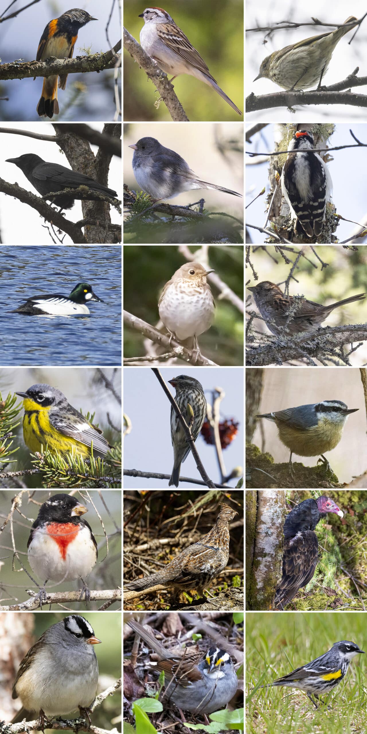 18 part image showing various birds as listed in the caption.