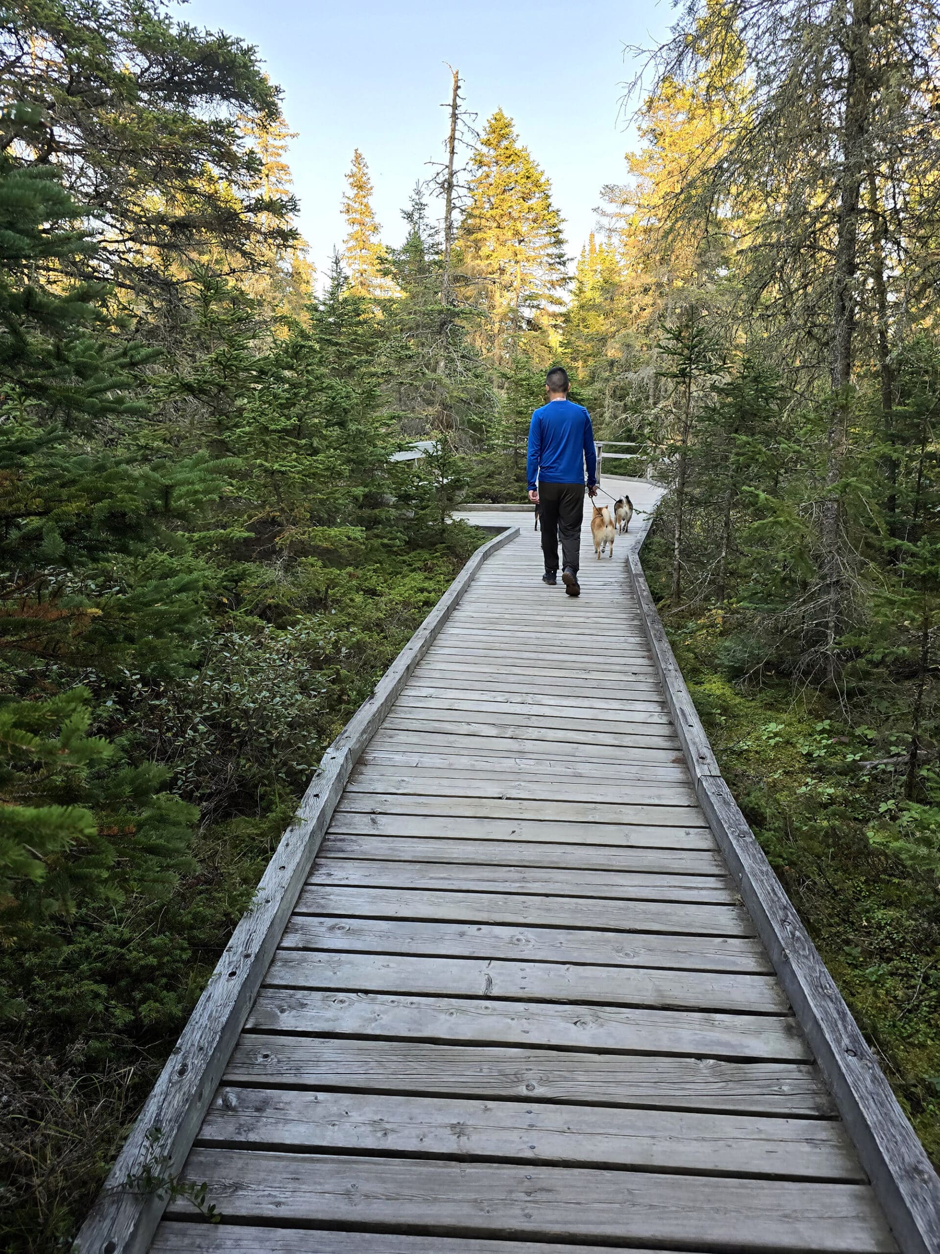 A man walking two dogs on a boardwalk.