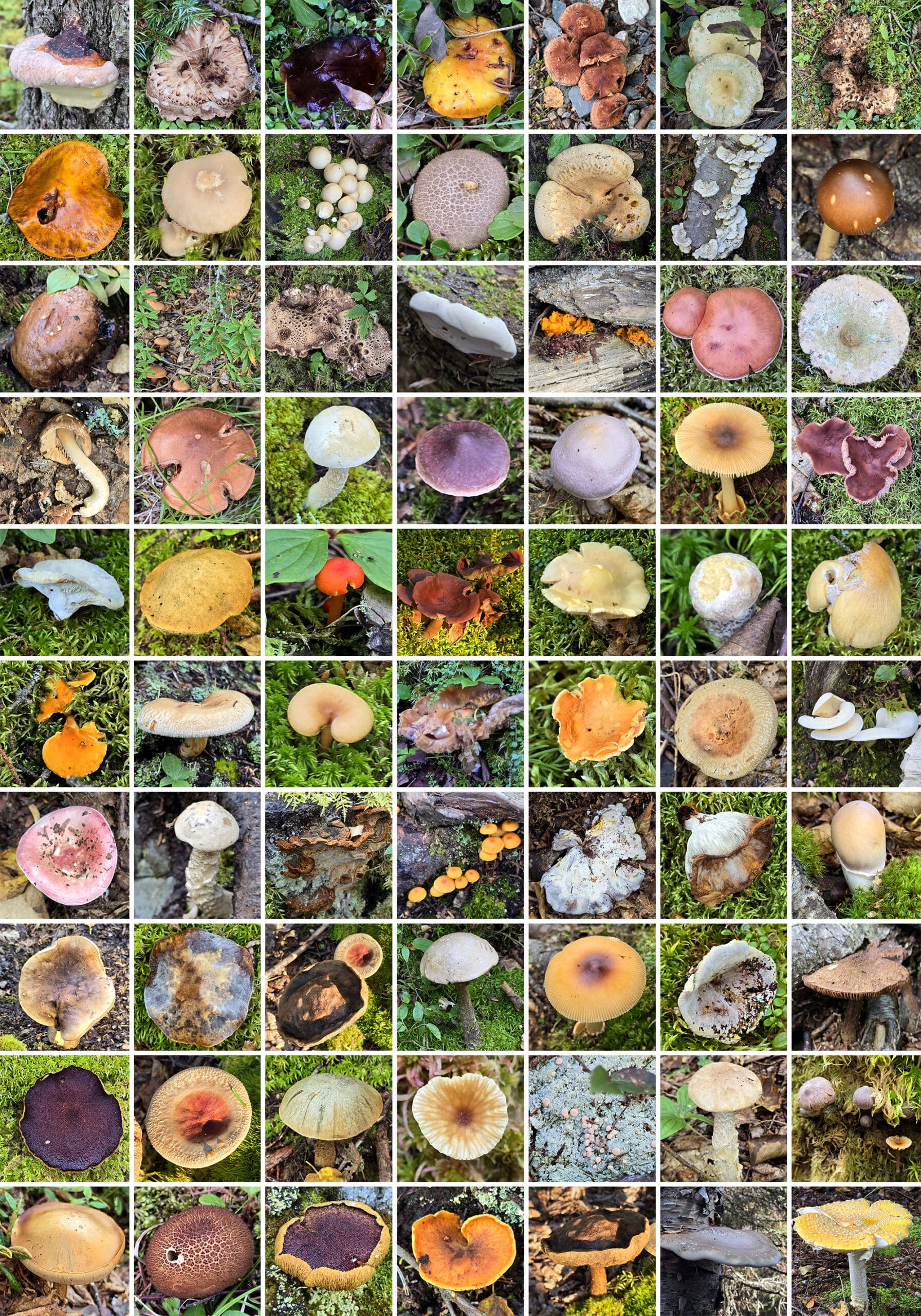 80 part image showing a wide variety of fungi,