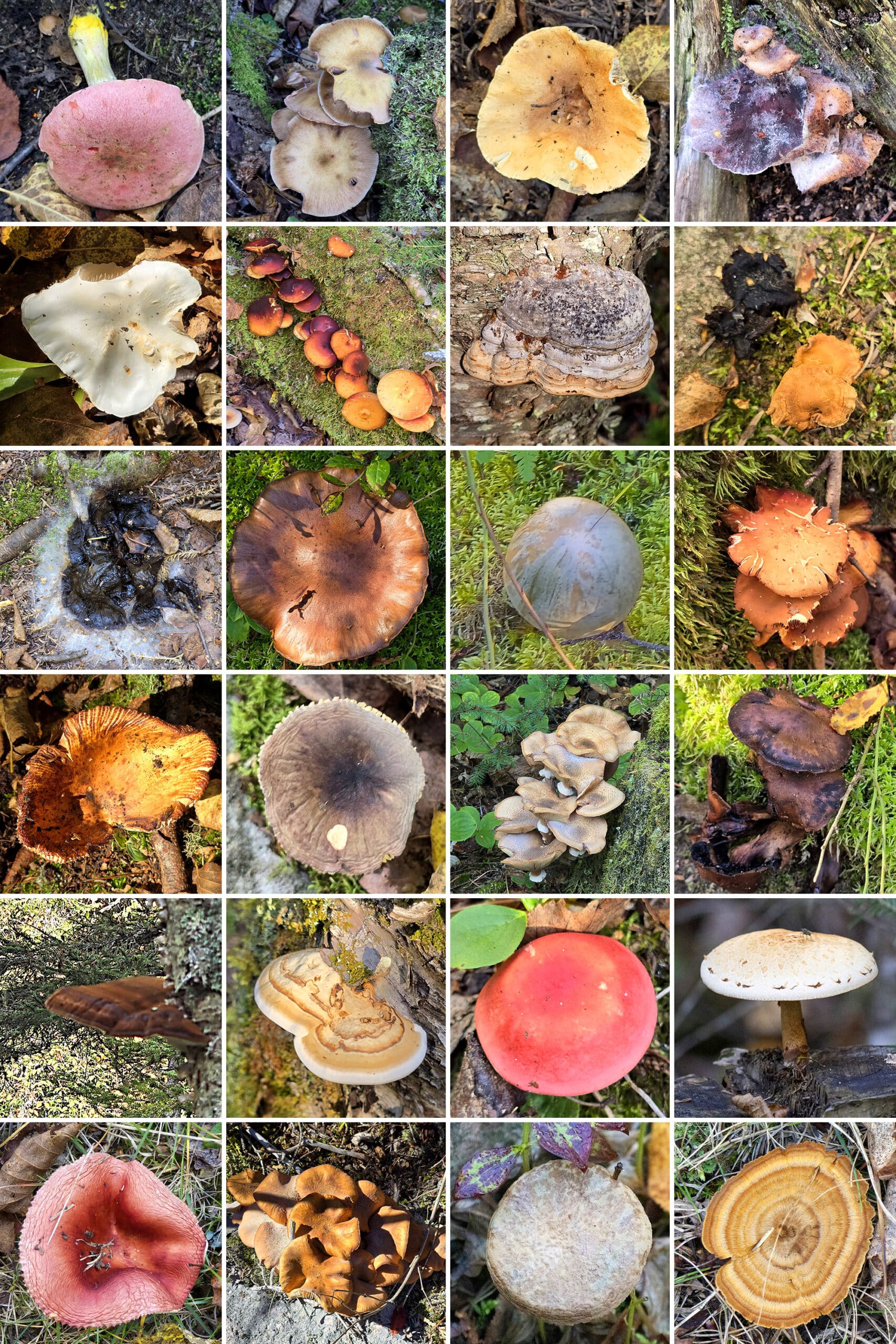 24 part image showing a variety of colourful mushrooms and other fungi.