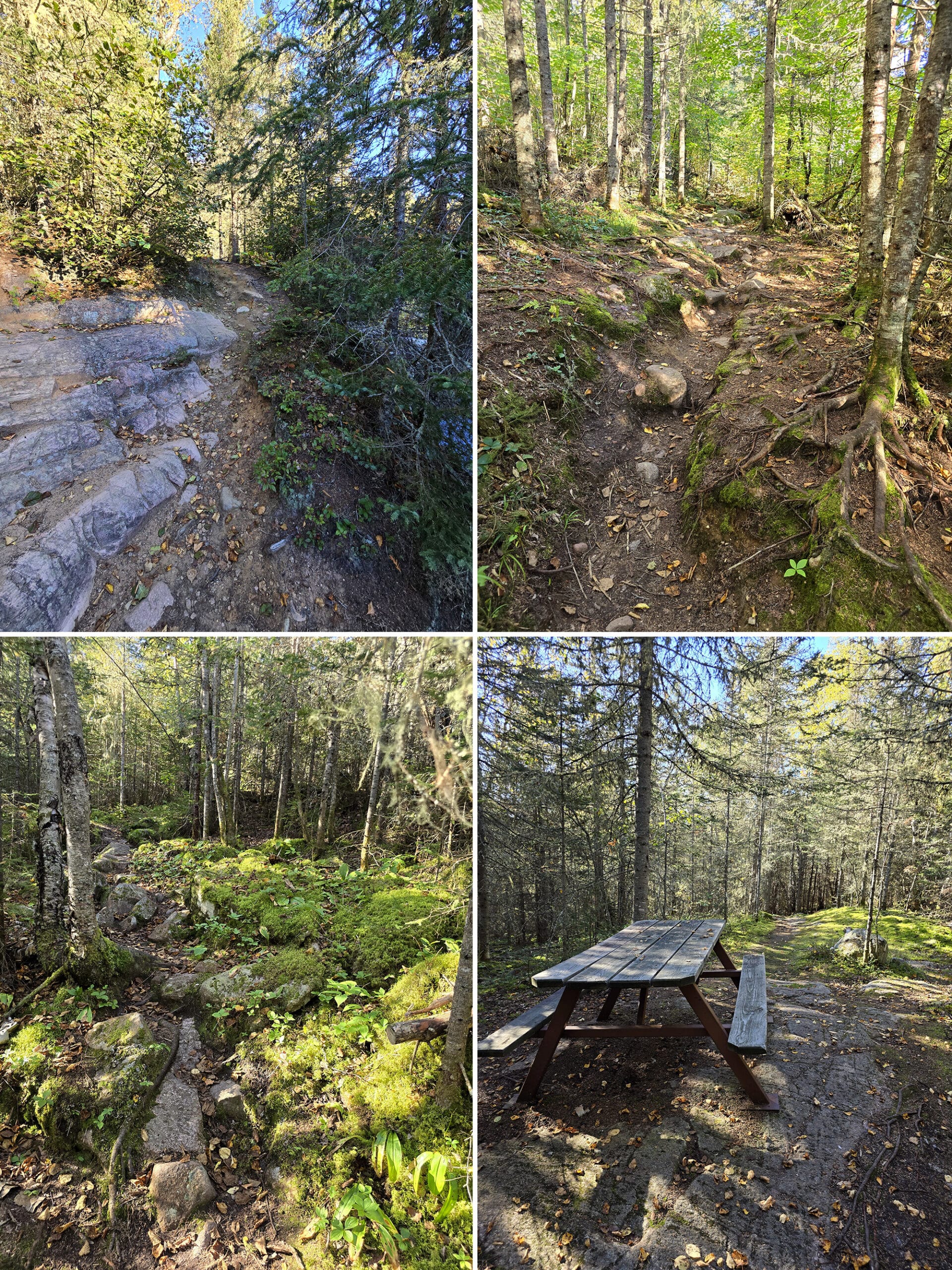 4 part image showing various views along the rainbow falls trail at rainbow falls provincial park.