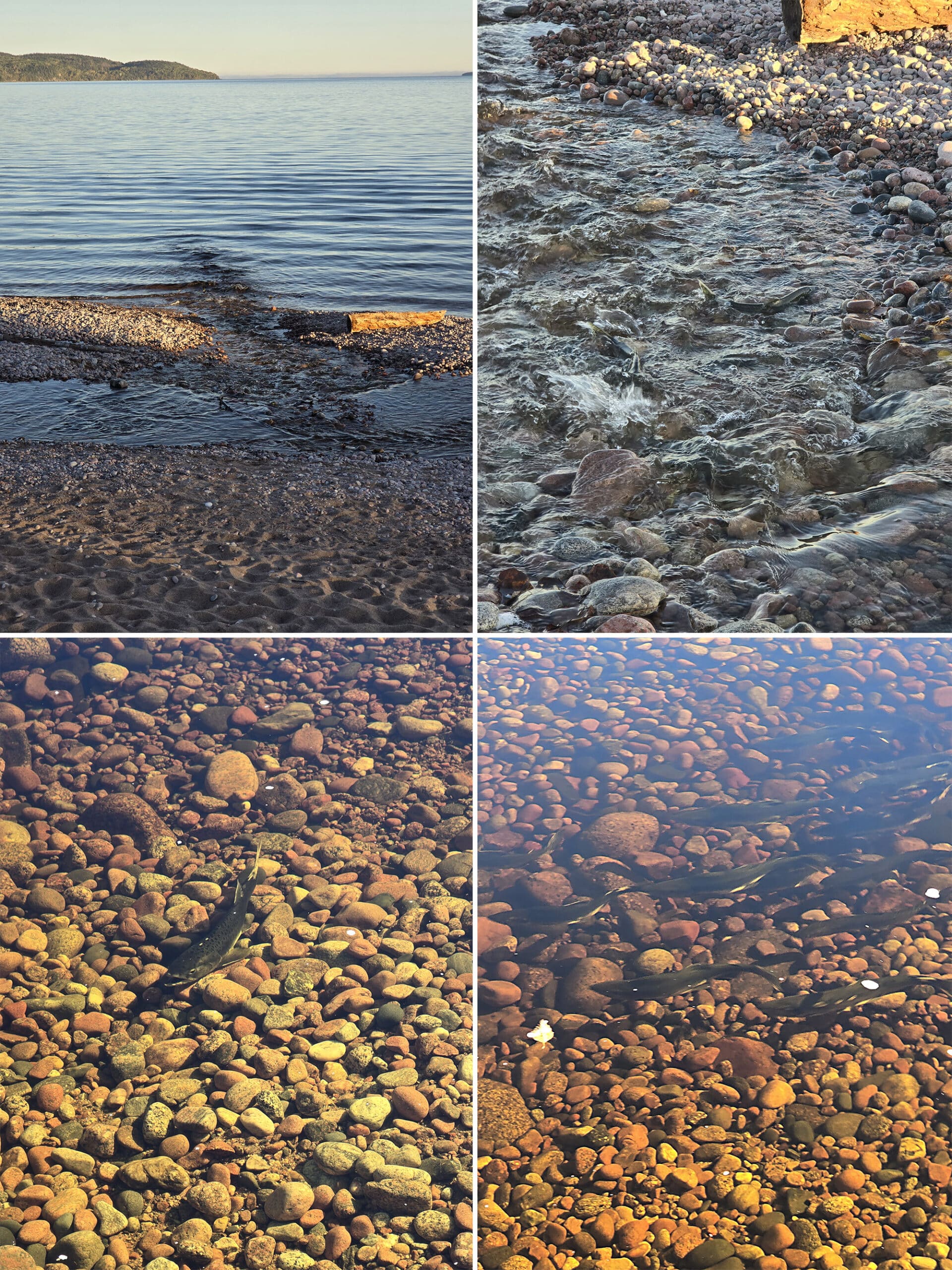 4 part image showing salmon in a salmon run at rainbow falls provincial park.