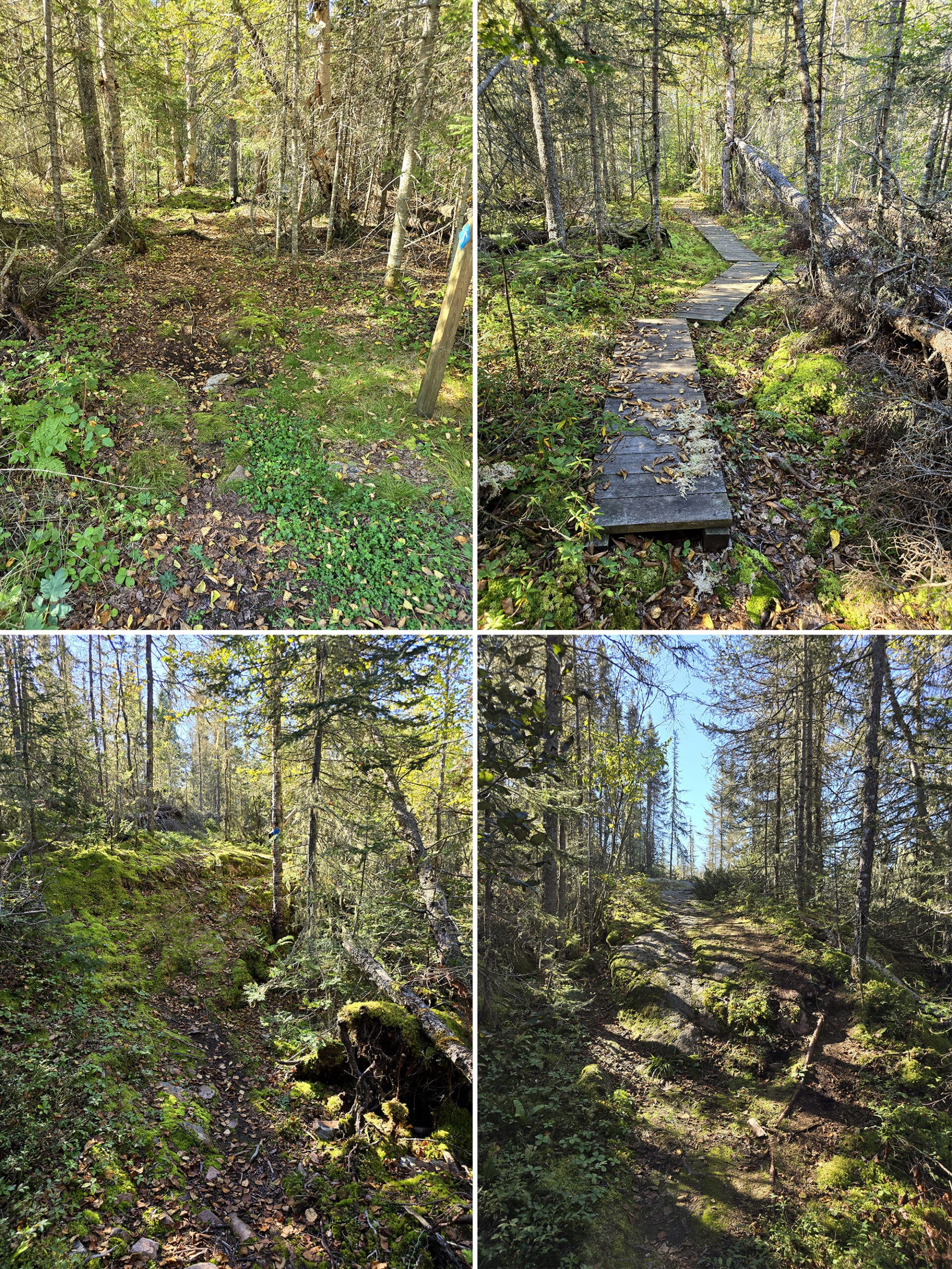 4 part image showing various views along the superior trail at rainbow falls provincial park.