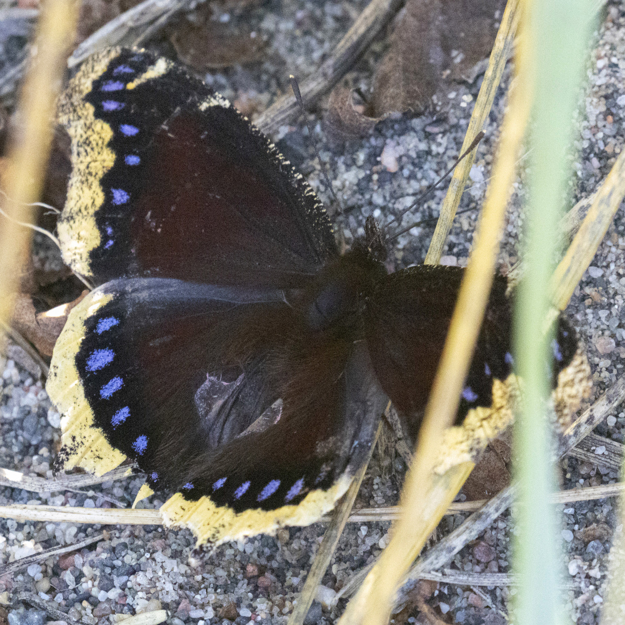 A black, blue, and yellow mourning cloak butterfly.