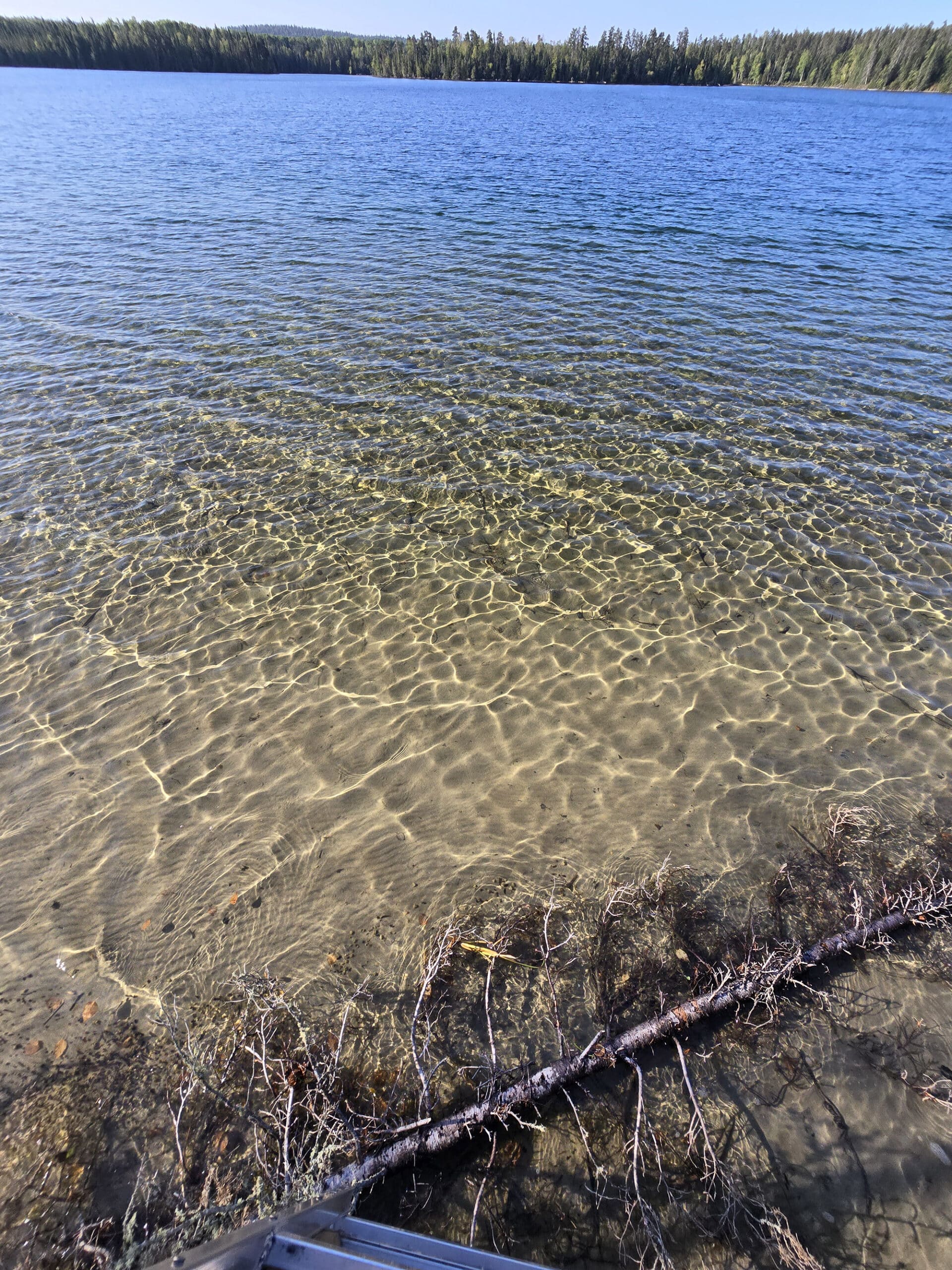 A close up view of a really clear lake.