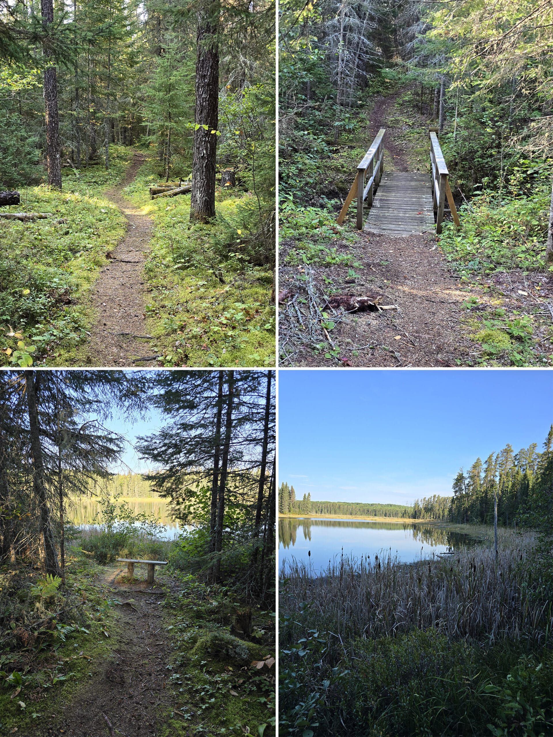 4 part image showing various views along the clearwater trail in white lake provincial park.