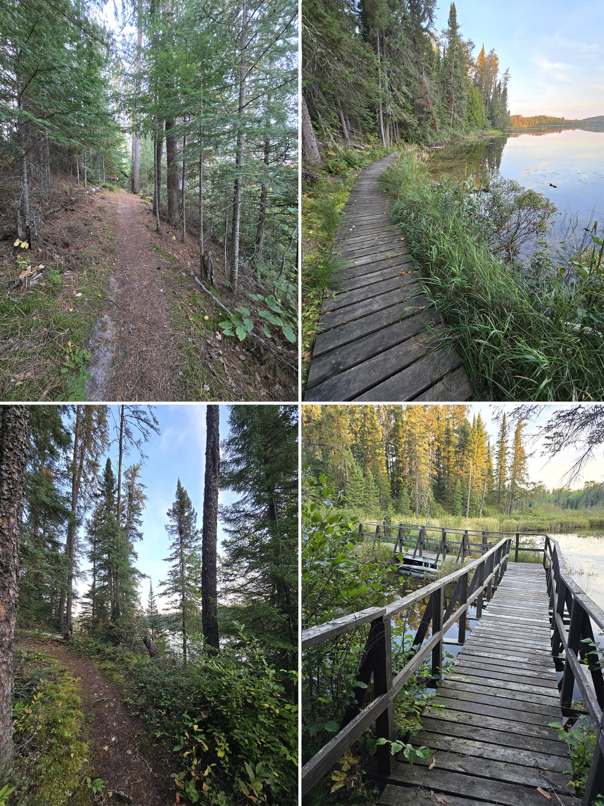 4 part image showing various views along the deer lake trail in white lake provincial park.