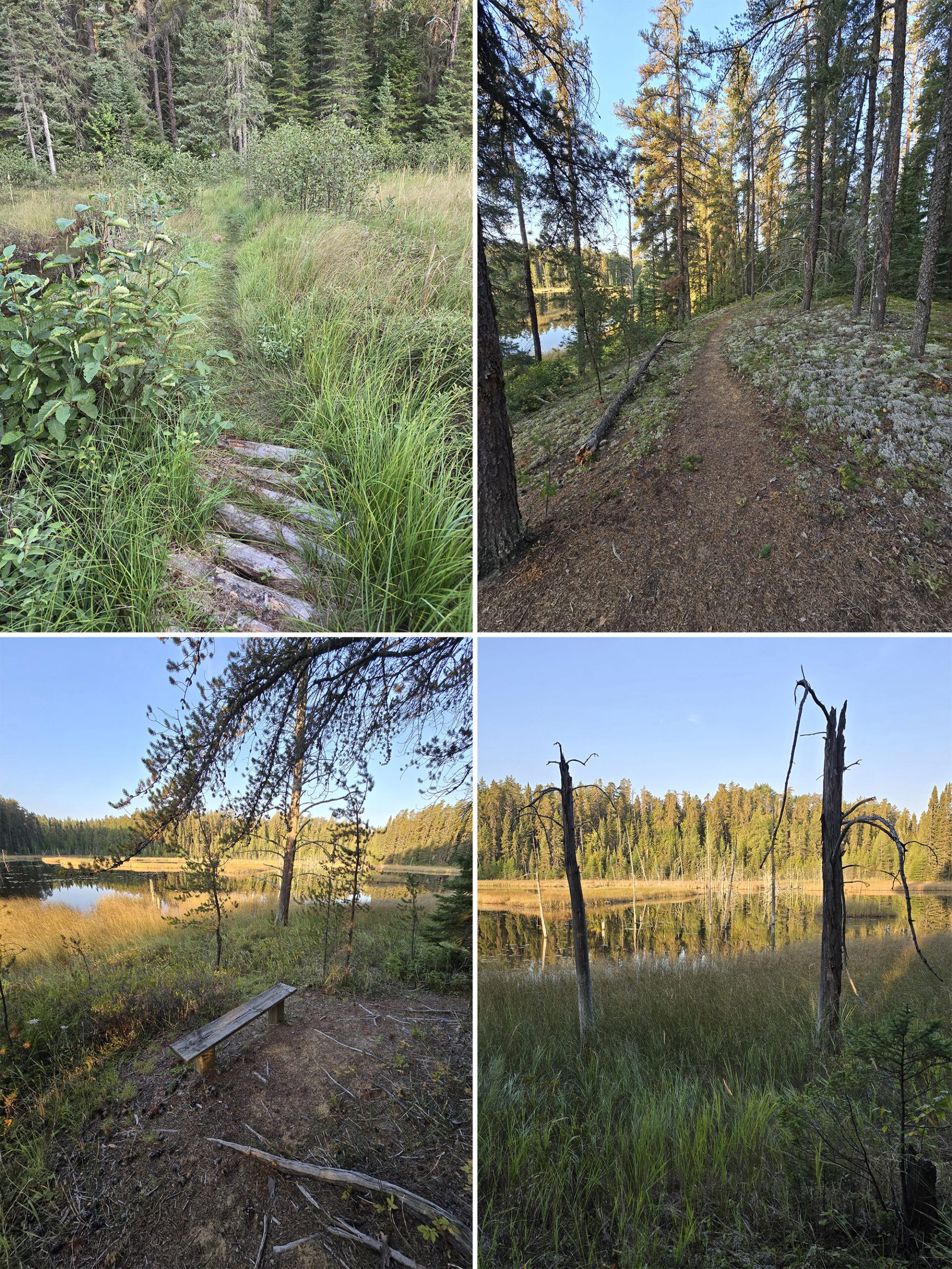 4 part image showing various views along the deer lake trail in white lake provincial park.