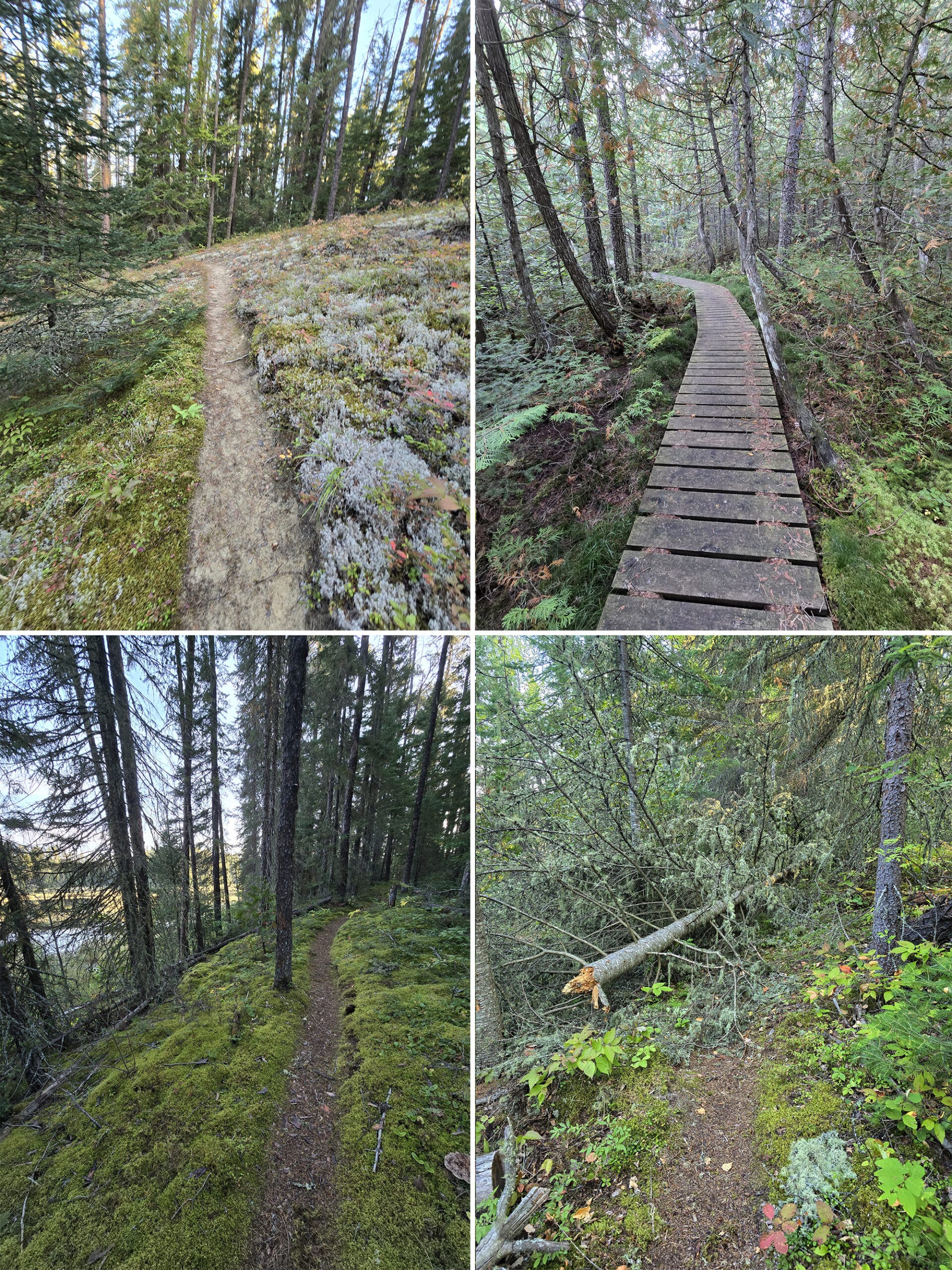 4 part image showing various views along the deer lake trail in white lake provincial park.