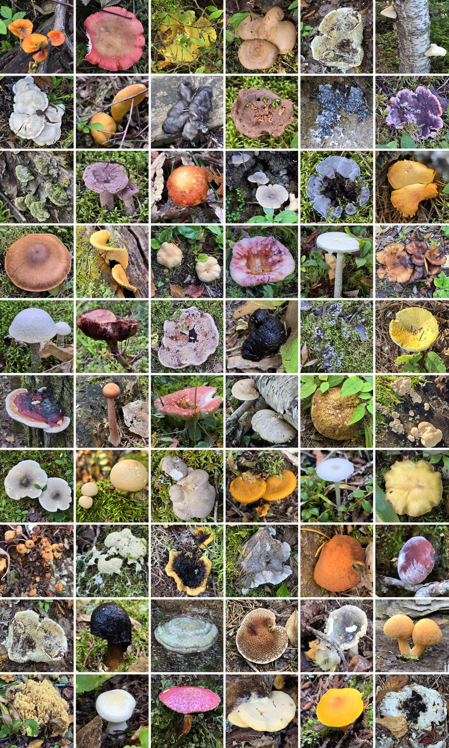 60 part image showing various fungi in white lake provincial park.