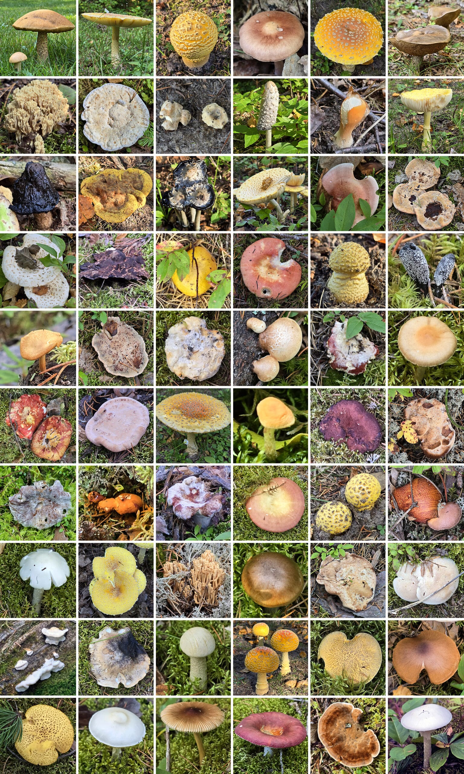 60 part image showing various fungi in white lake provincial park.