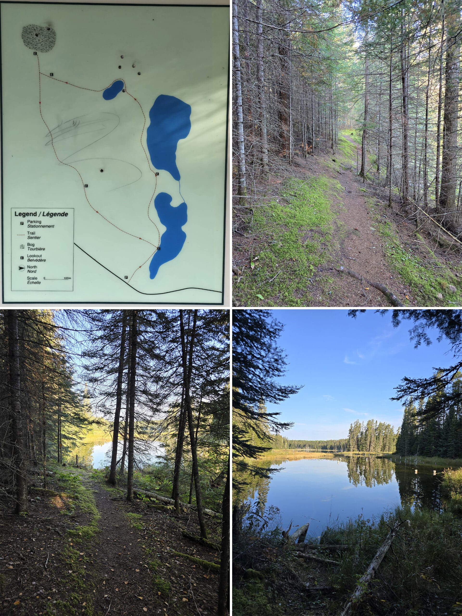 4 part image showing various views along the tiny bog trail in white lake provincial park.