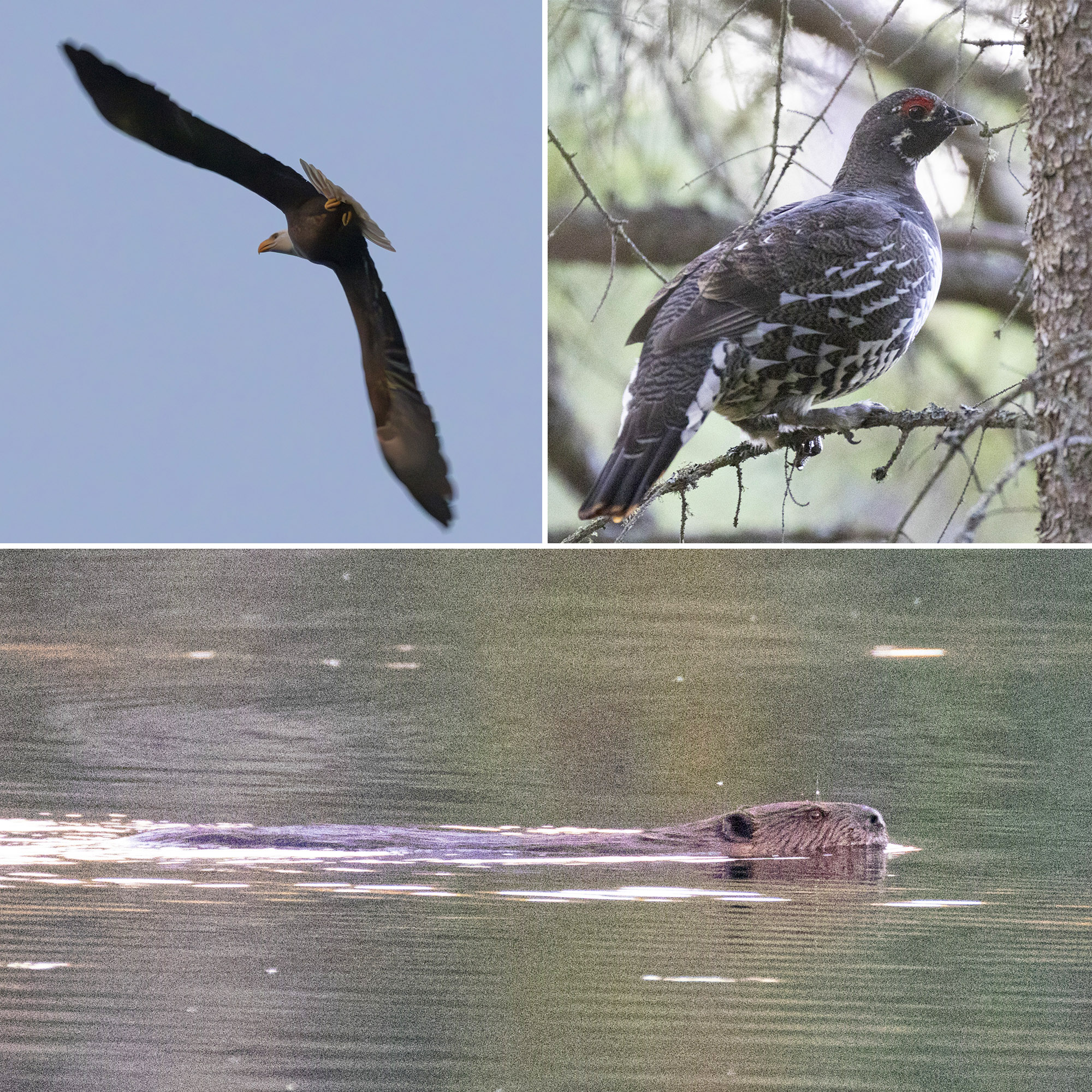 3 part image showing a bald eagle, a spruce grouse, and a beaver.