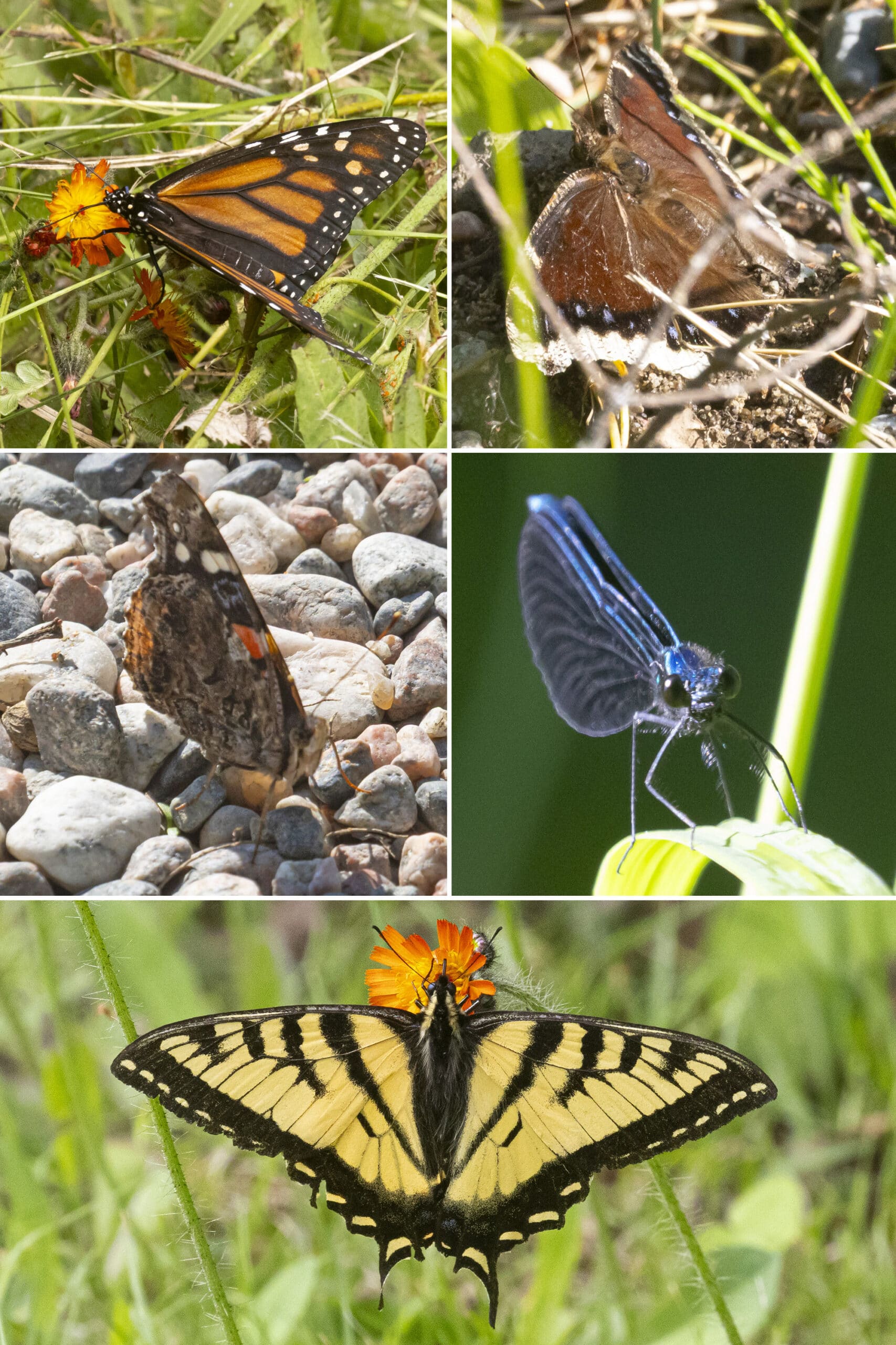 5 part image showing the insects listed in the caption.