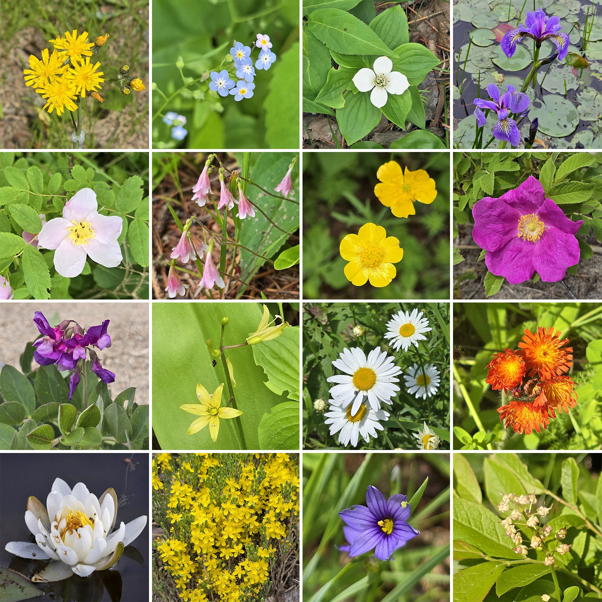 16 part image showing various wildflowers.