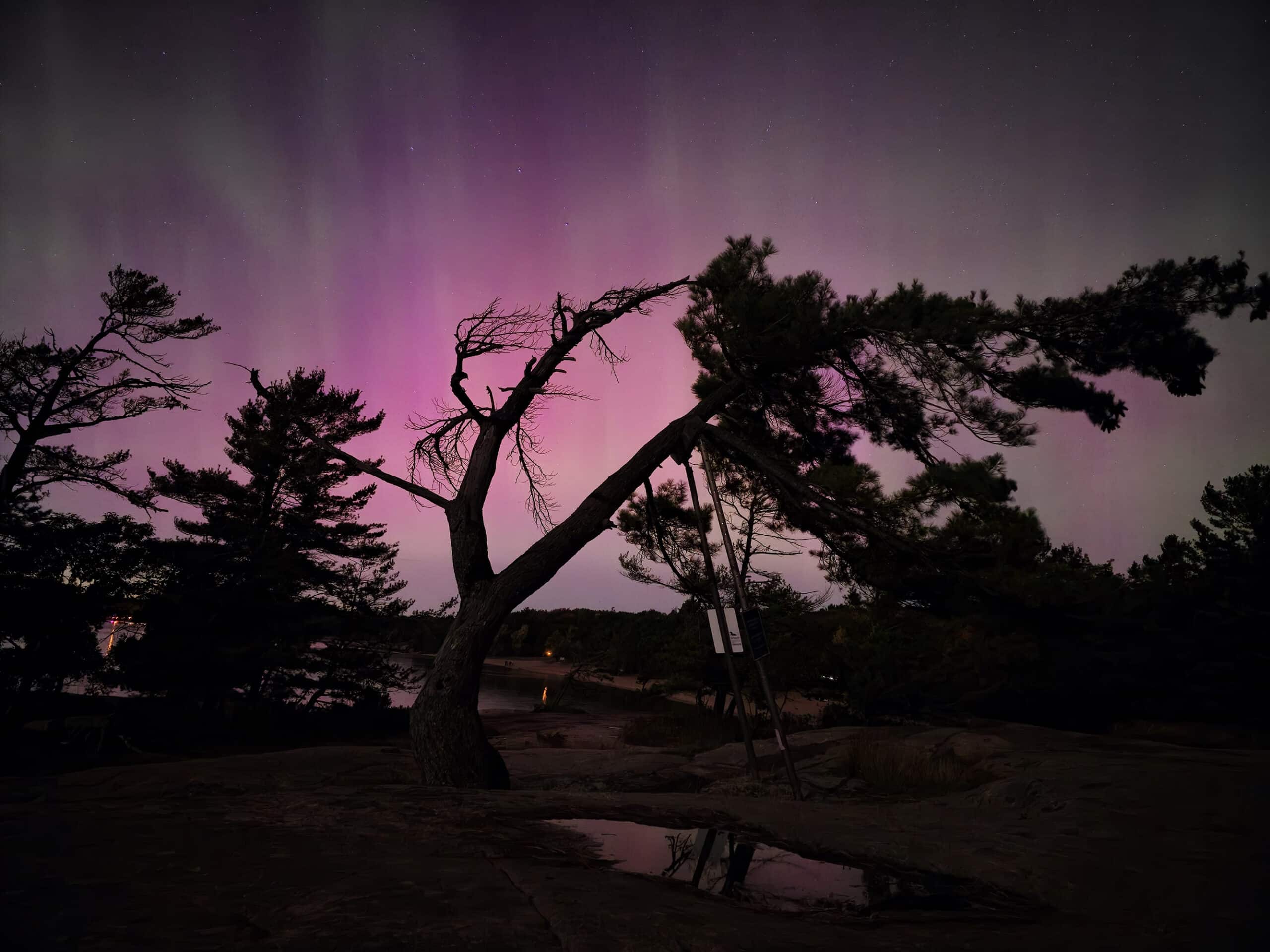 A windswept tree in front of a pink and purple aurora borealis.