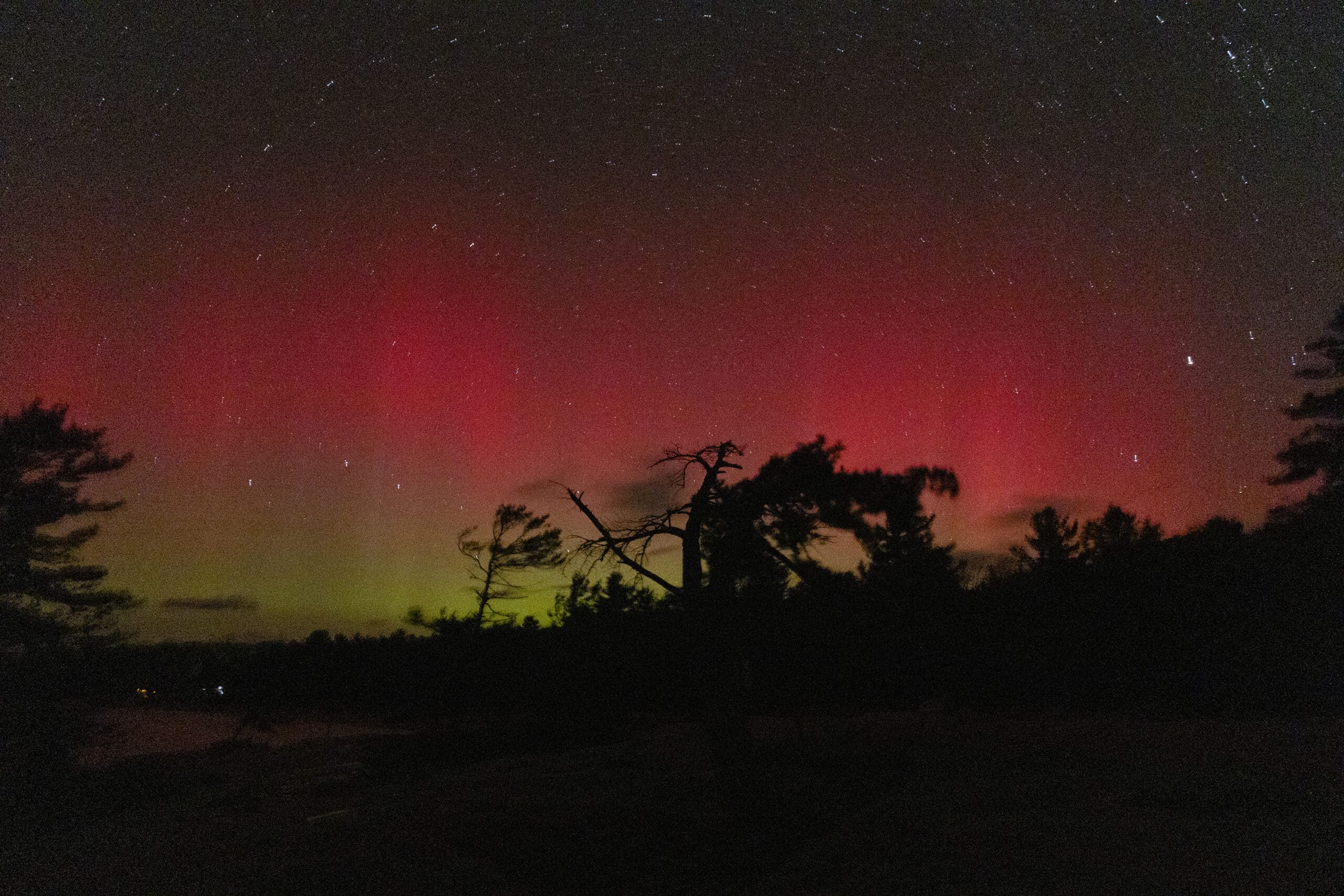 Red and green aurora borealis lights in the sky with a leaning tree in silhouette in the foreground.