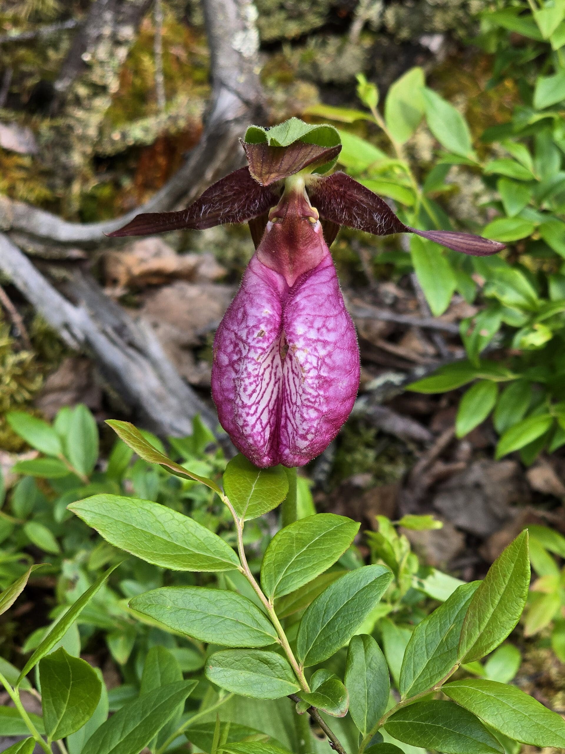 A pink lady slipper orchid.