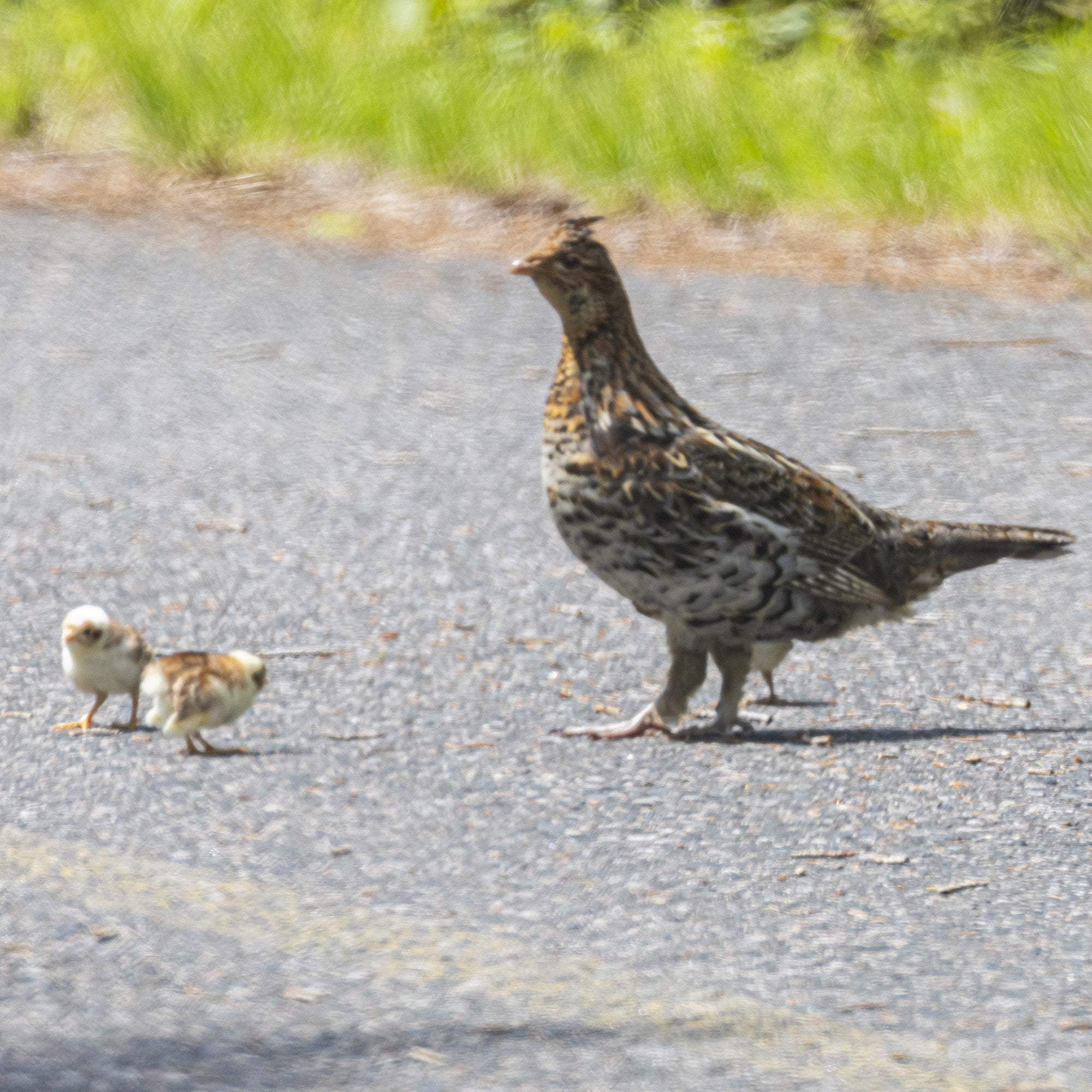 A ruffed grouse with 2 baby grouse on the road.