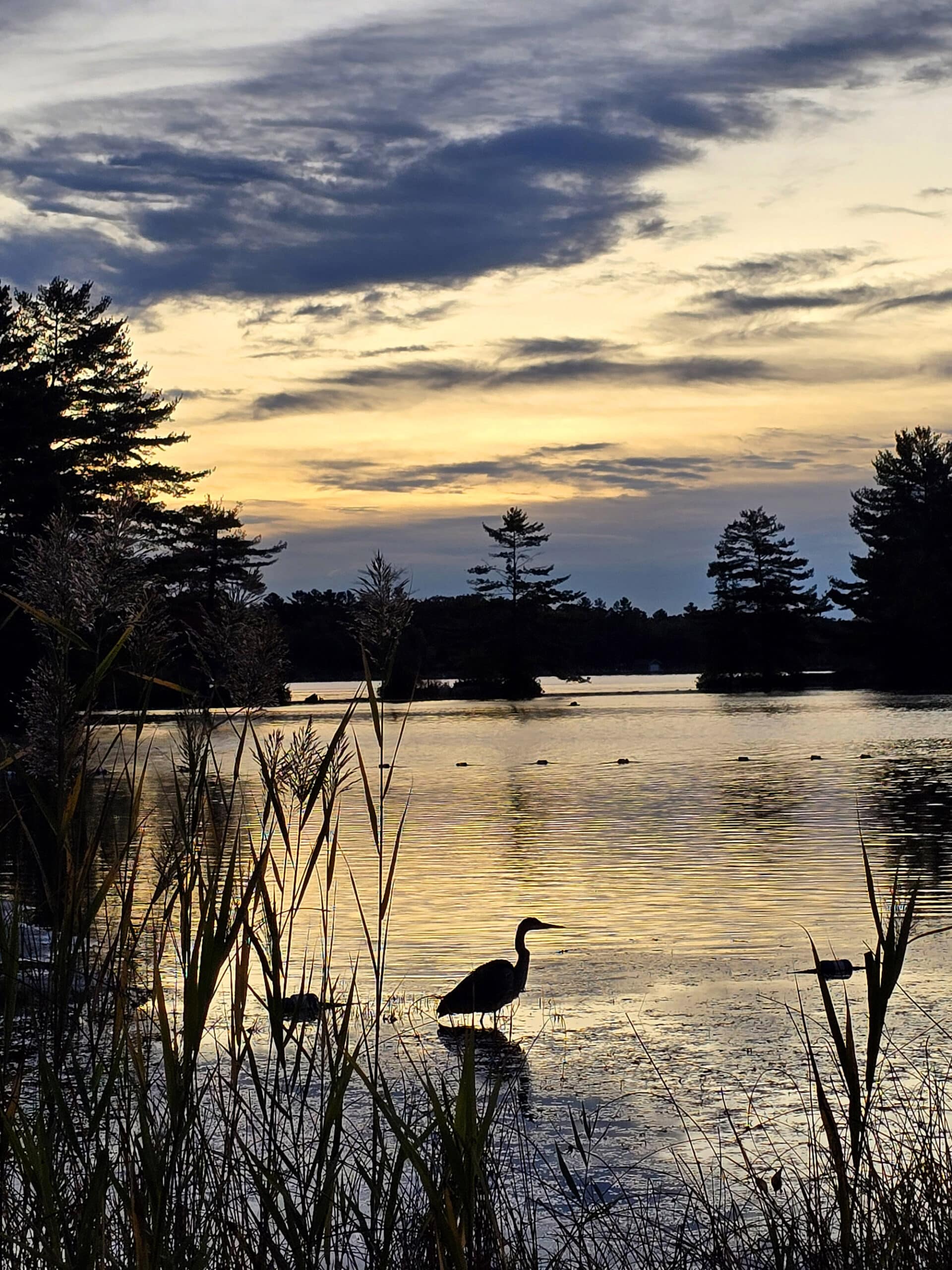 A Great Blue Heron on Six Mile Lake at sunrise.