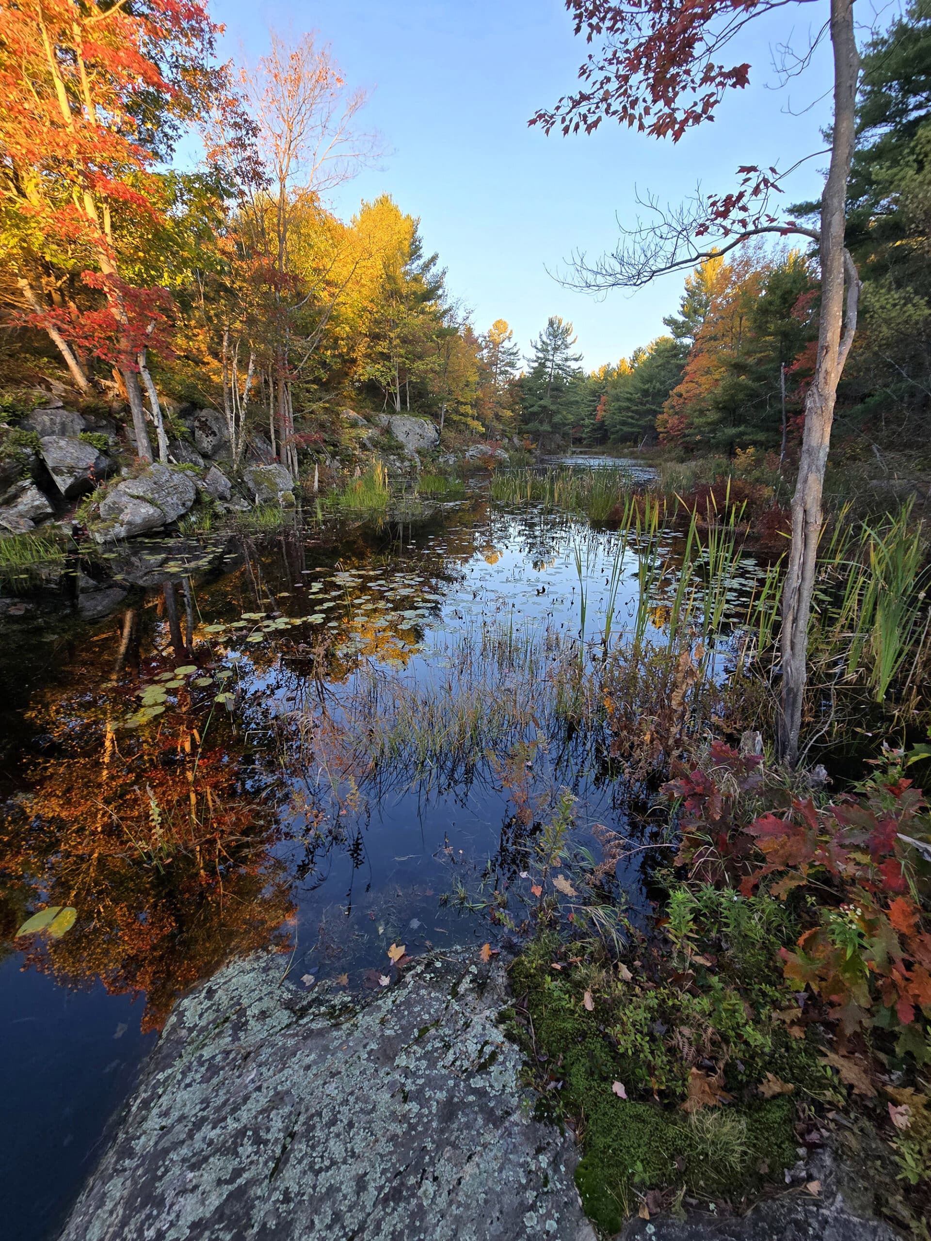 A marshy area at Six Mile Lake Provincial Park.