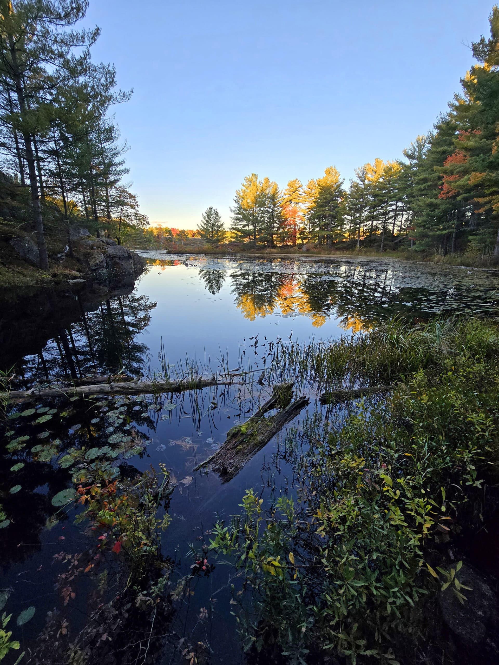 A marshy area at Six Mile Lake Provincial Park.