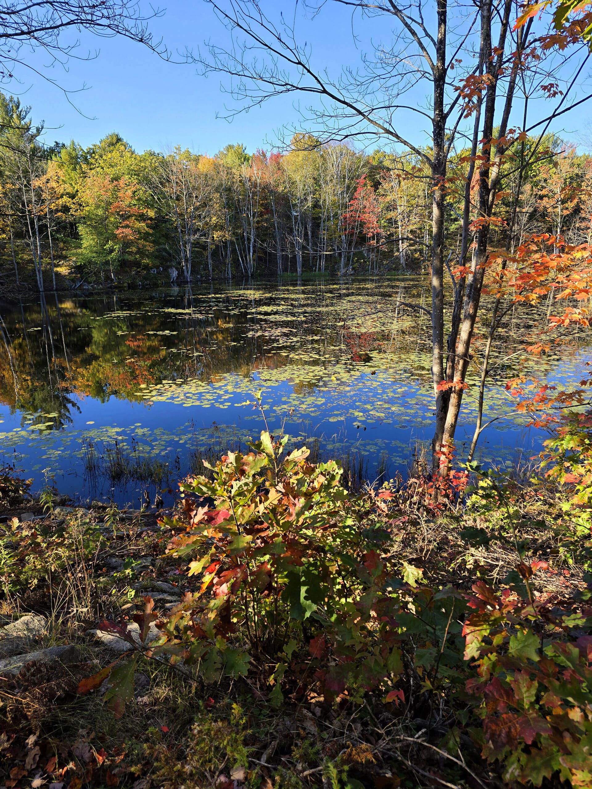 A marshy area in Six Mile Lake Provincial Park.