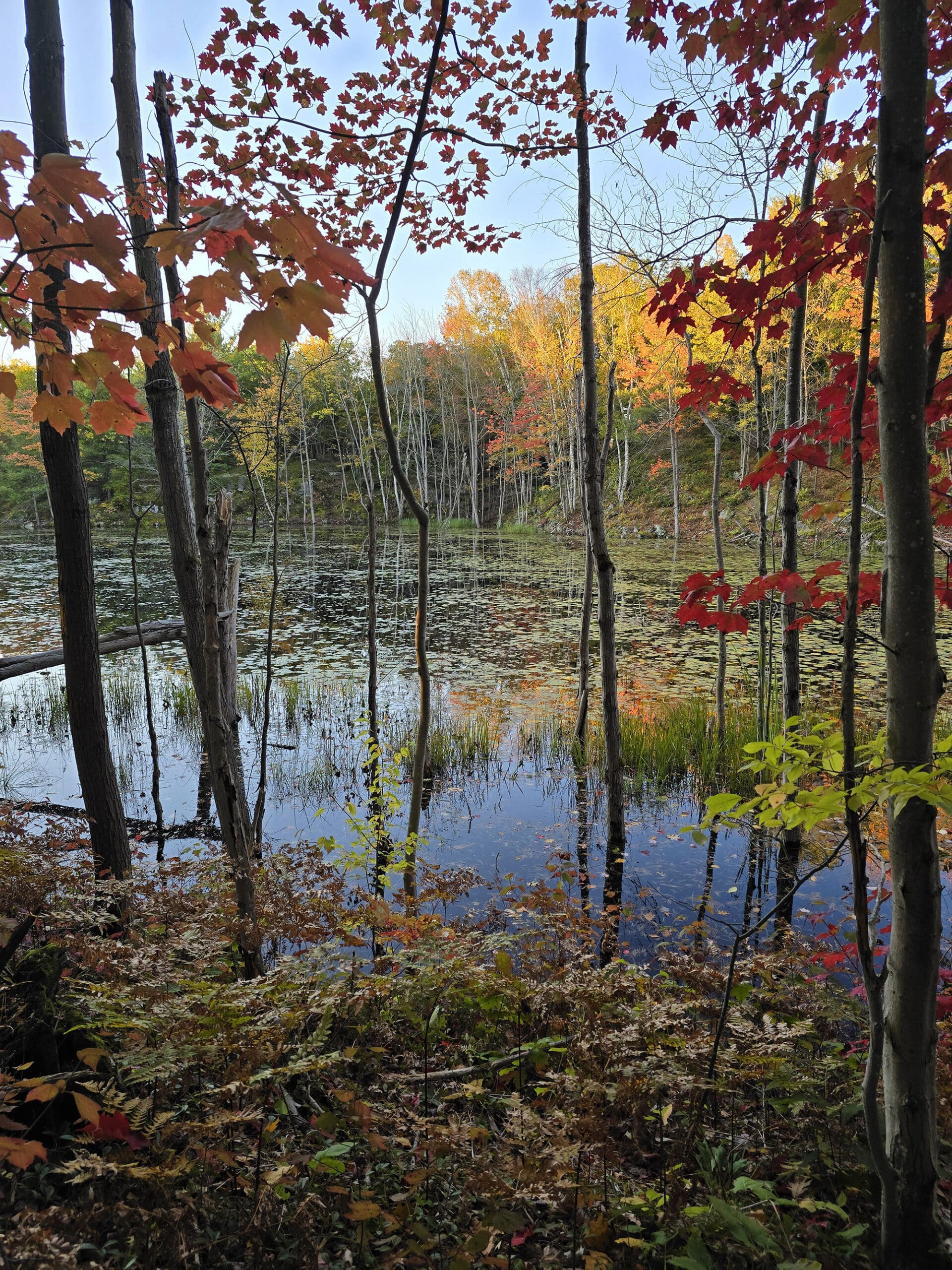 A marsh at Six Mile Lake Provincial Park.