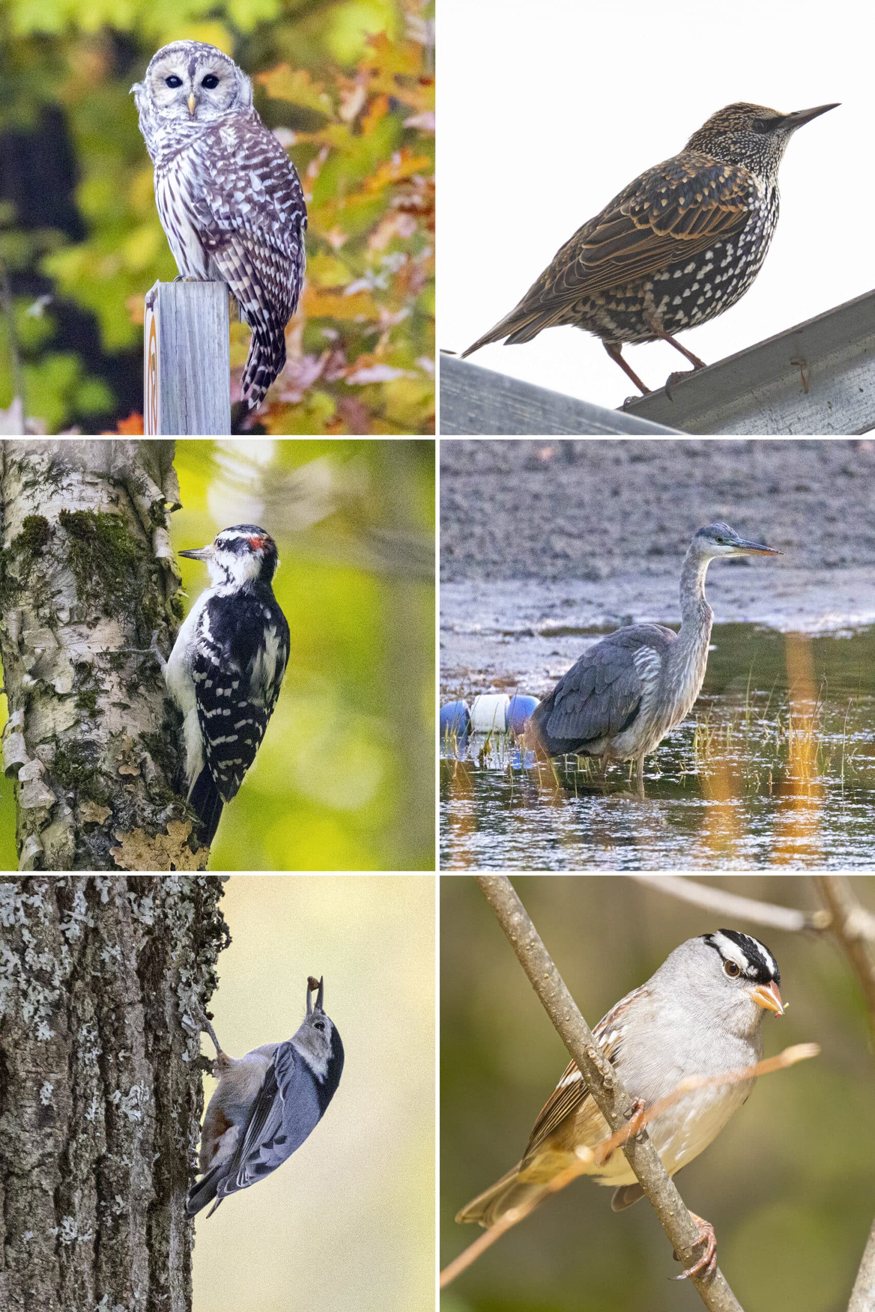 6 part image showing the birds named below.