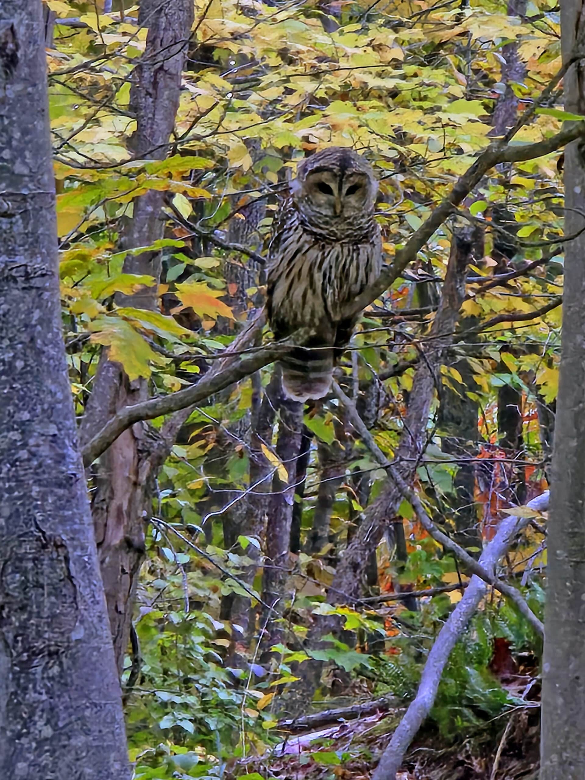 A barred owl in a tree, looking at the camera.