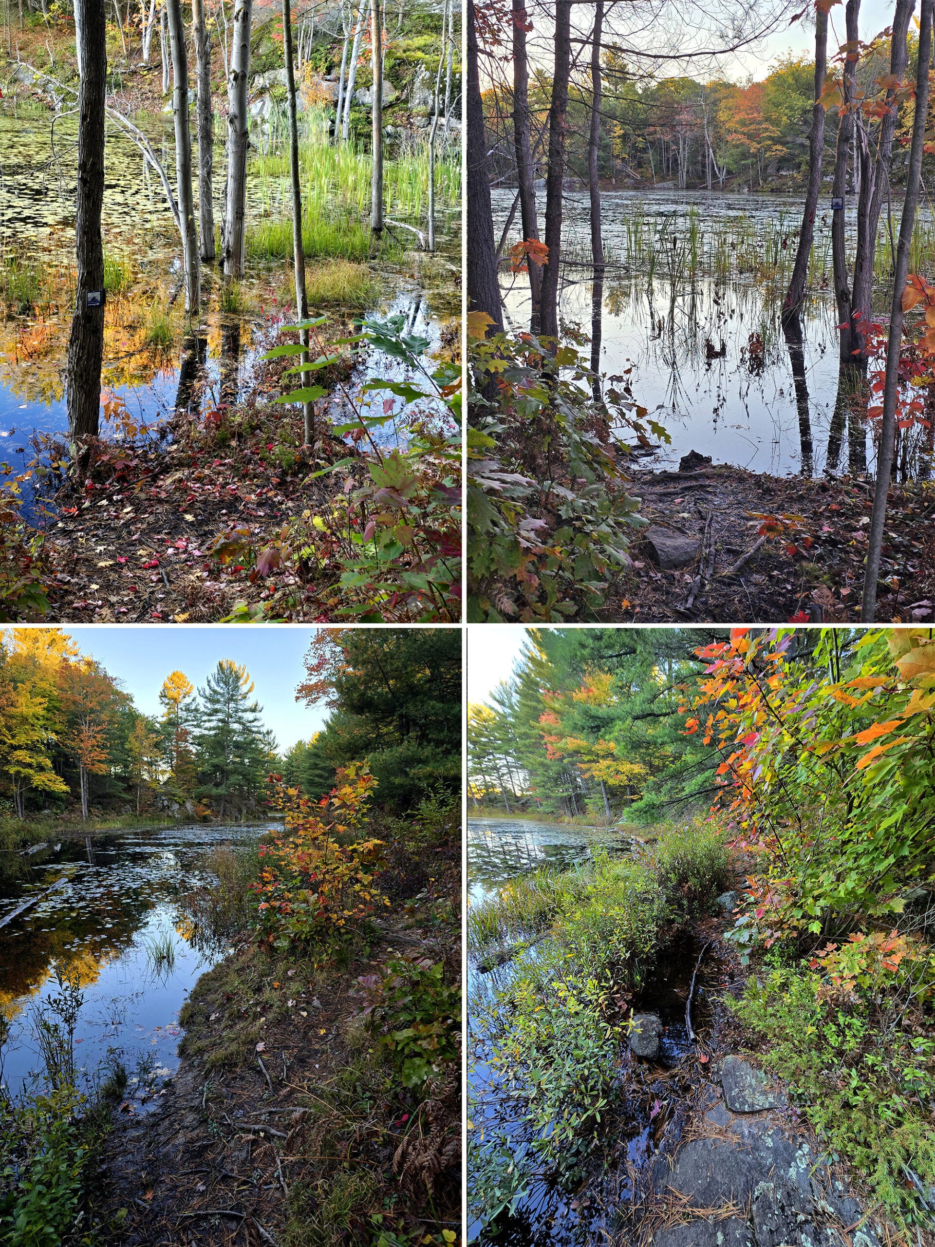 4 part image showing various views of the David Milne Trail at Six Mile Lake Provincial Park.