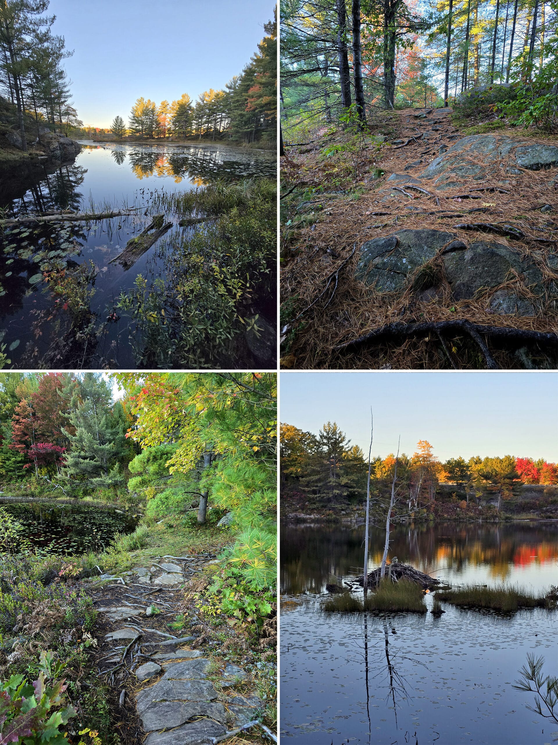 4 part image showing various views of the David Milne Trail at Six Mile Lake Provincial Park.