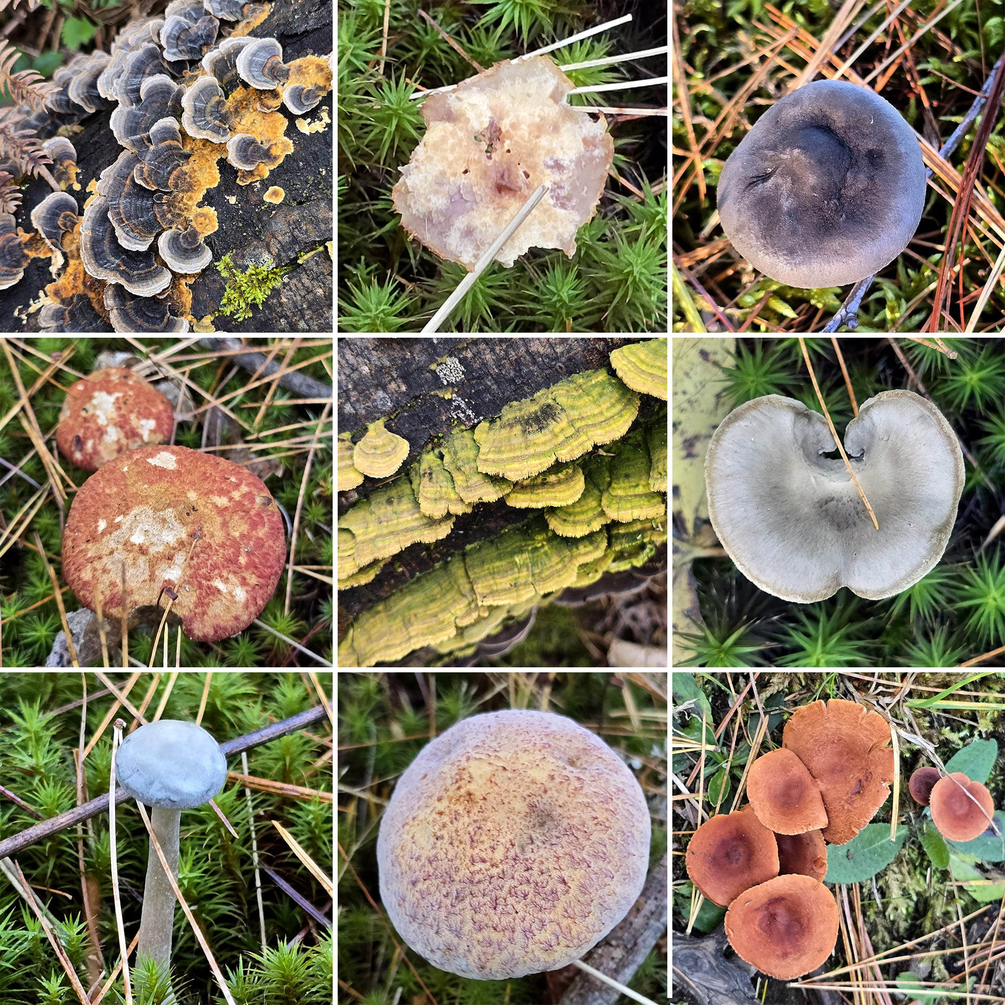 9 part image showing various types of fungus.