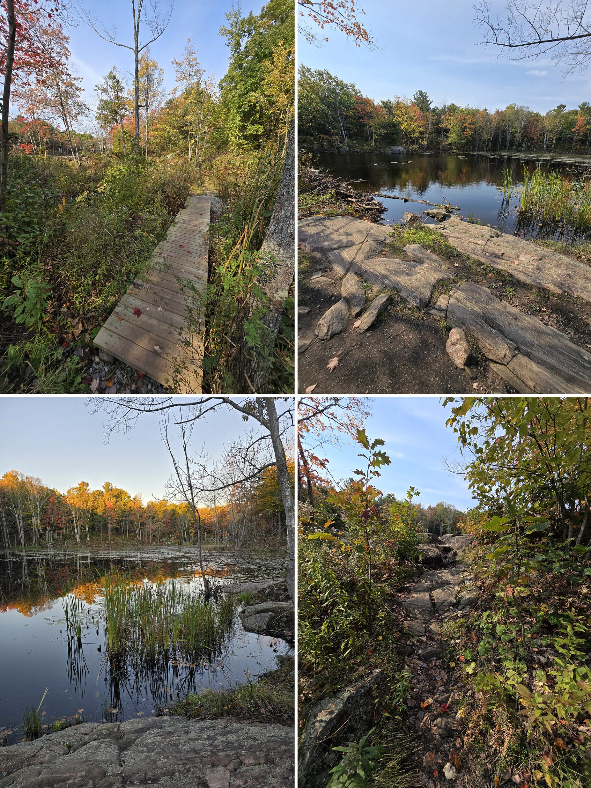 4 part image showing various views of the Living Edge Trail at Six Mile Lake Provincial Park.