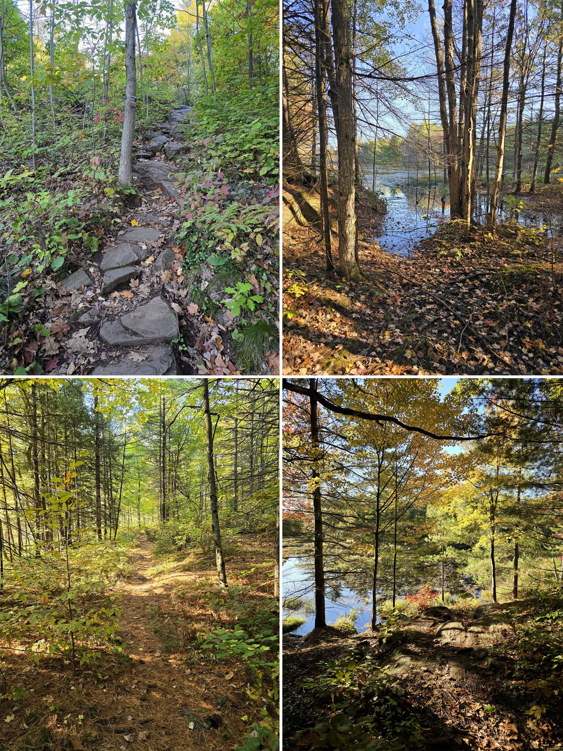 4 part image showing various views of the Living Edge Trail at Six Mile Lake Provincial Park.