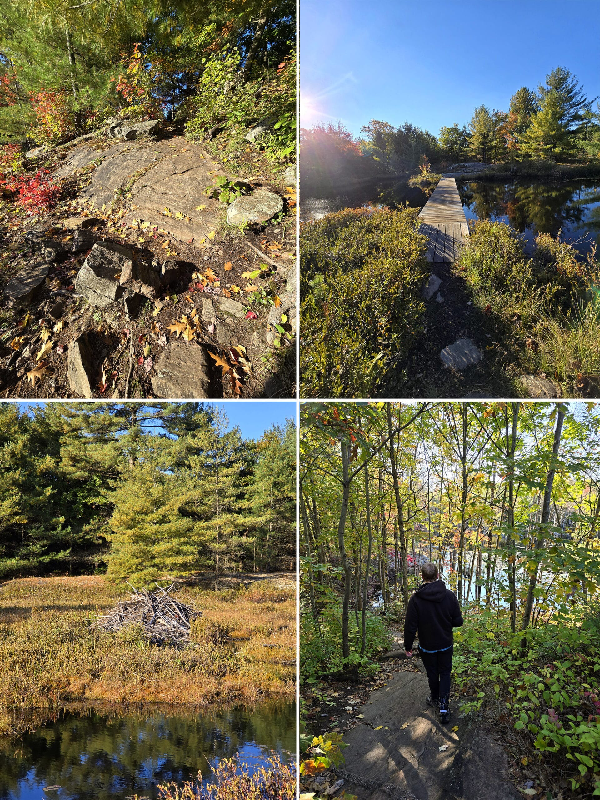 4 part image showing various views of the Living Edge Trail at Six Mile Lake Provincial Park.