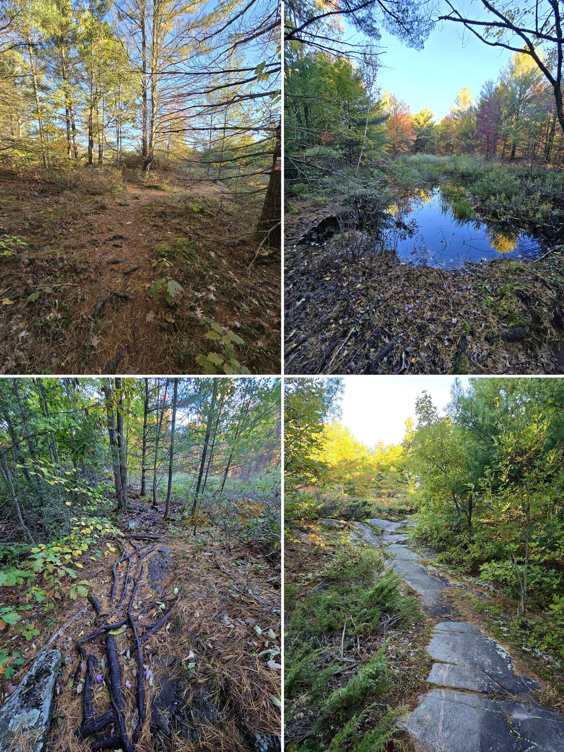 4 part image showing various views of the Marsh Trail at Six Mile Lake Provincial Park.