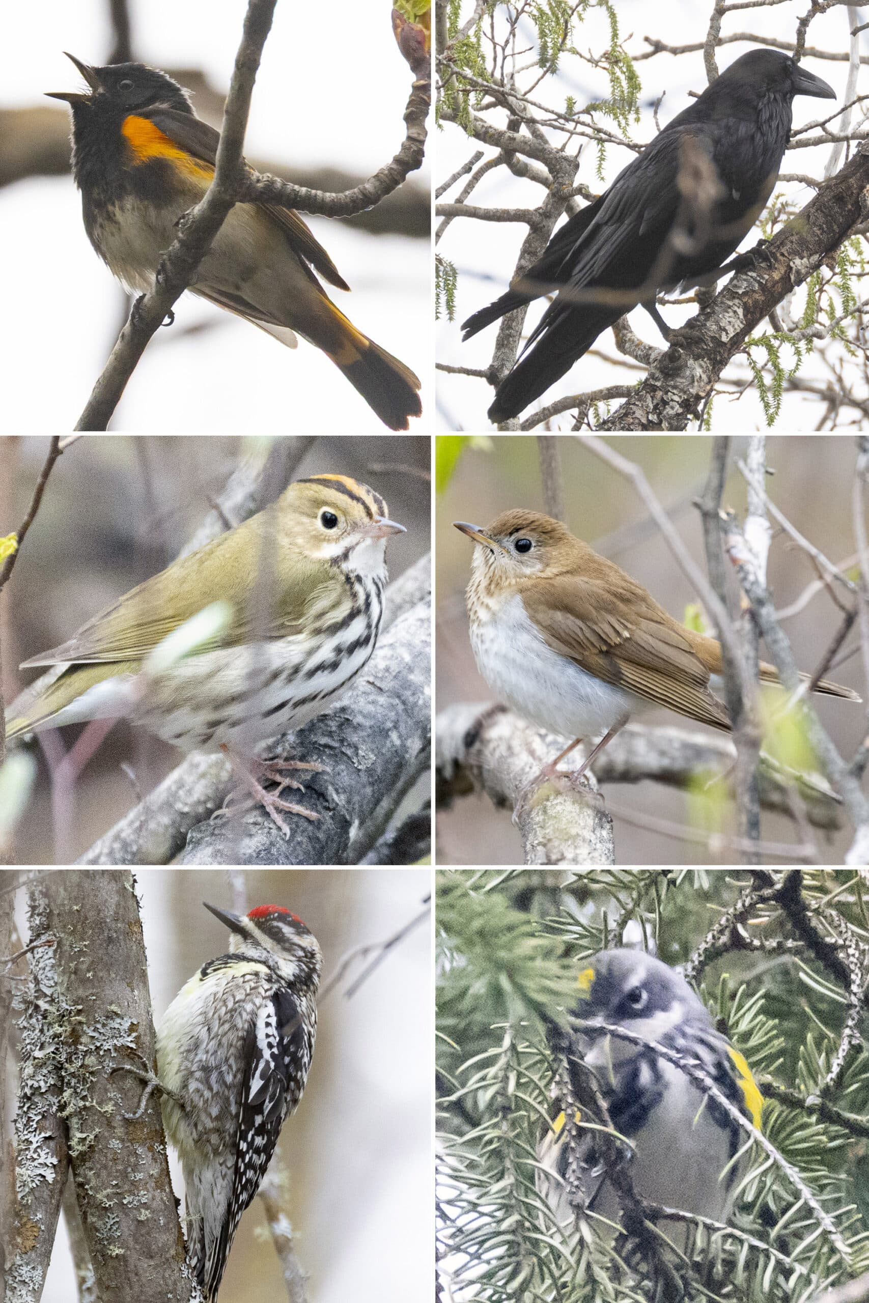 6 part image showing the various birds listed in the caption.