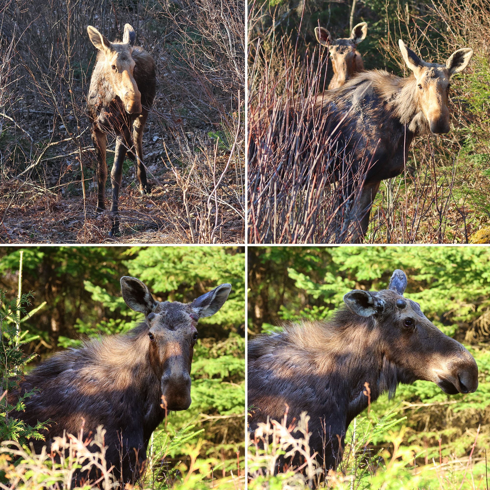4 part image showing moose on the side of the road.