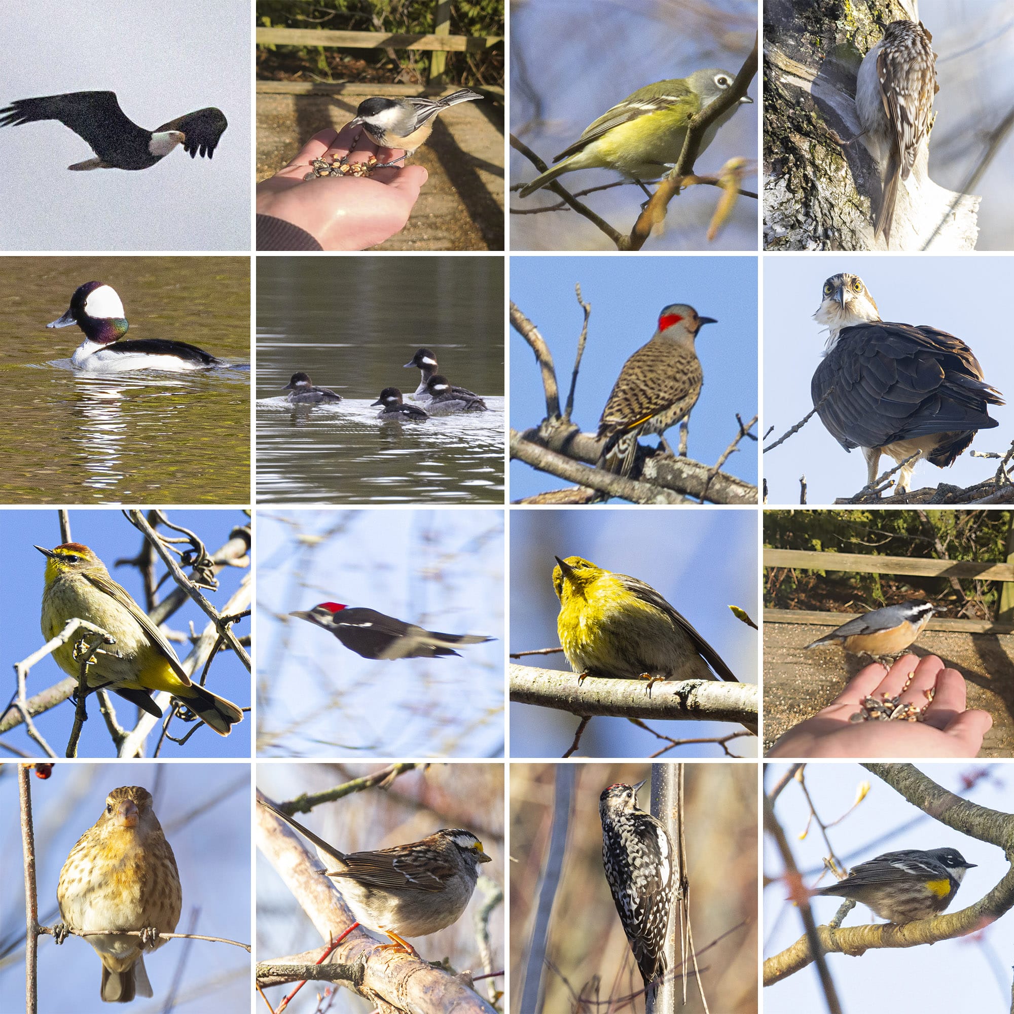 16 part image showing the various birds listed in the caption.