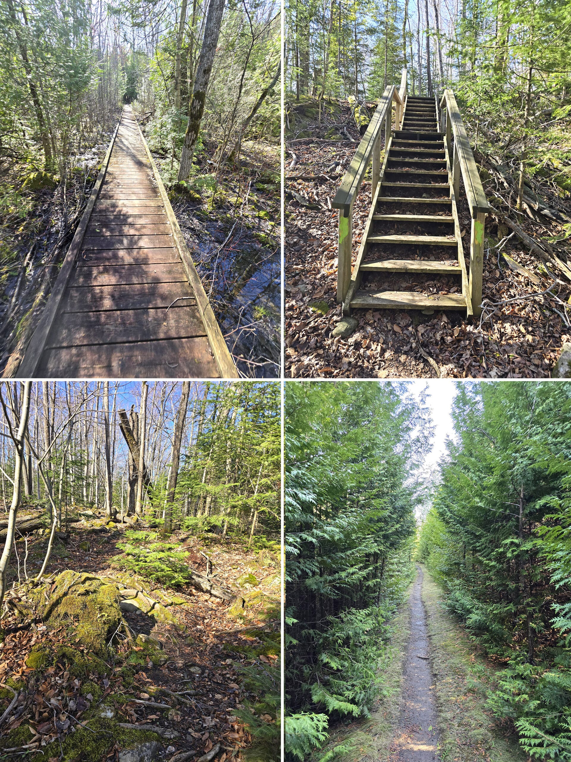 4 part image showing various views along the lake ridge trail at macgregor point provincial park.