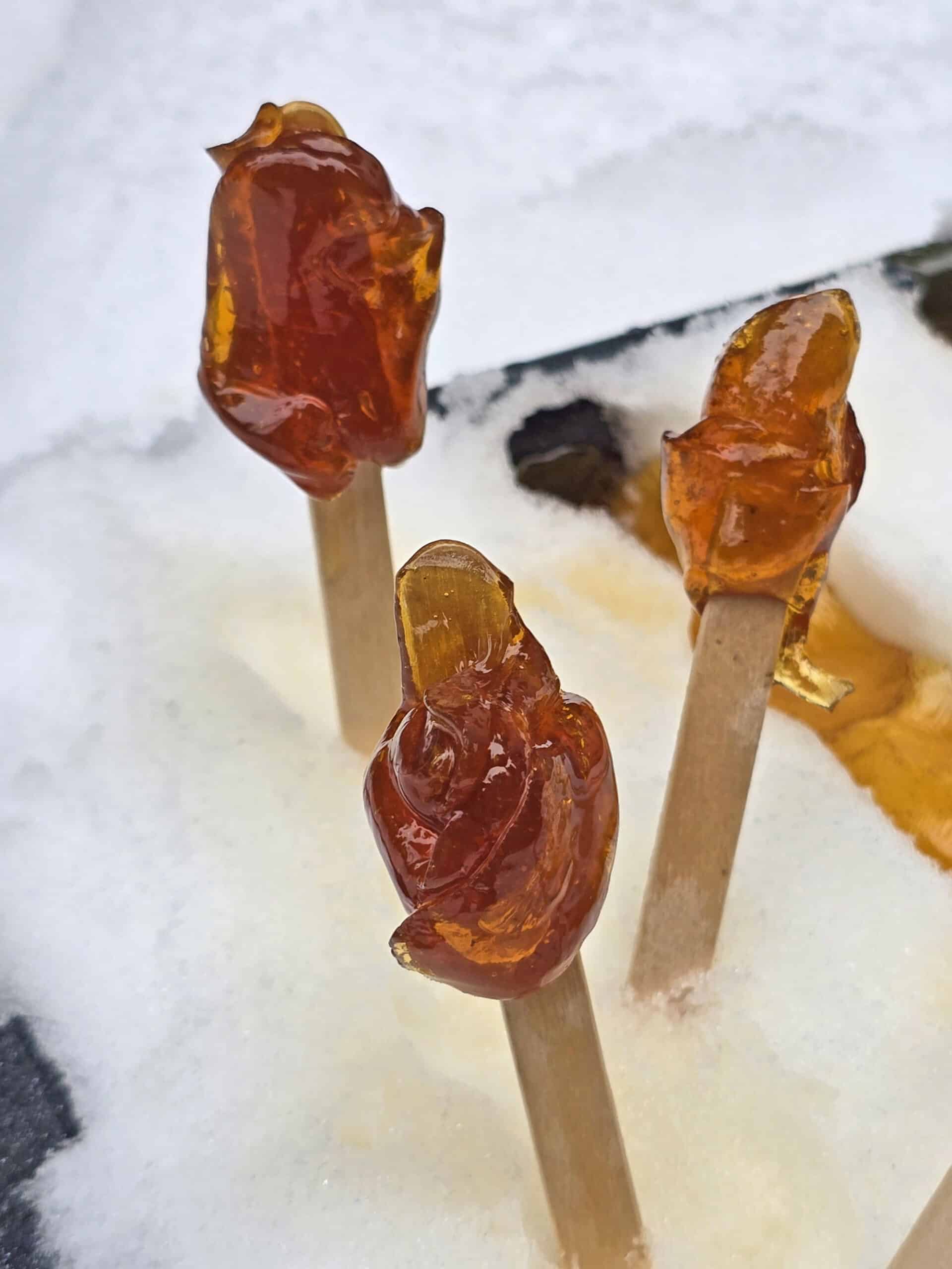 Several sticks of maple syrup taffy, sticking out of a pan of maple snow taffy.