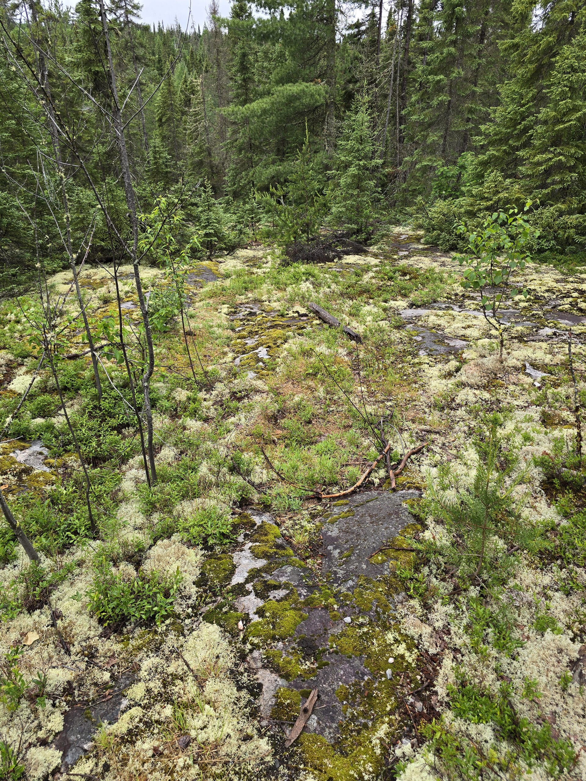 An open area of boreal forest.